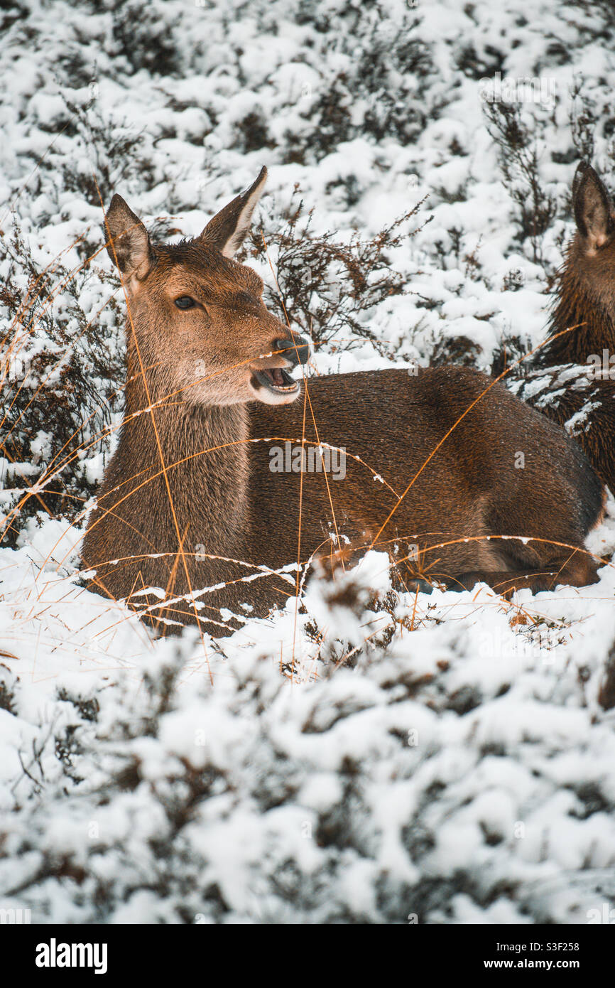Winter deer Stock Photo