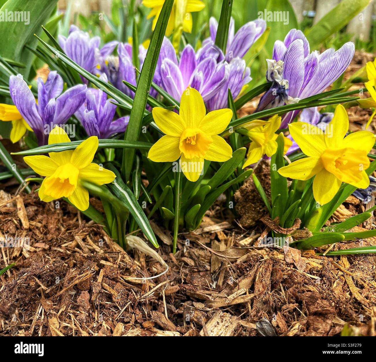 Dwarf daffodils and crocus flowers in the springtime garden. - Smartphone Captured Stock Image