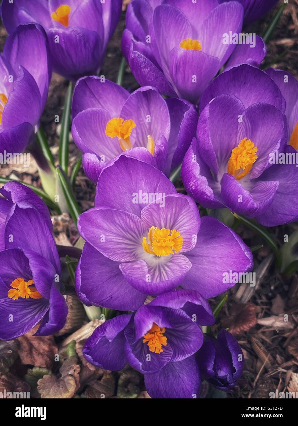 Purple crocus flowers. - Smartphone Captured Stock Image