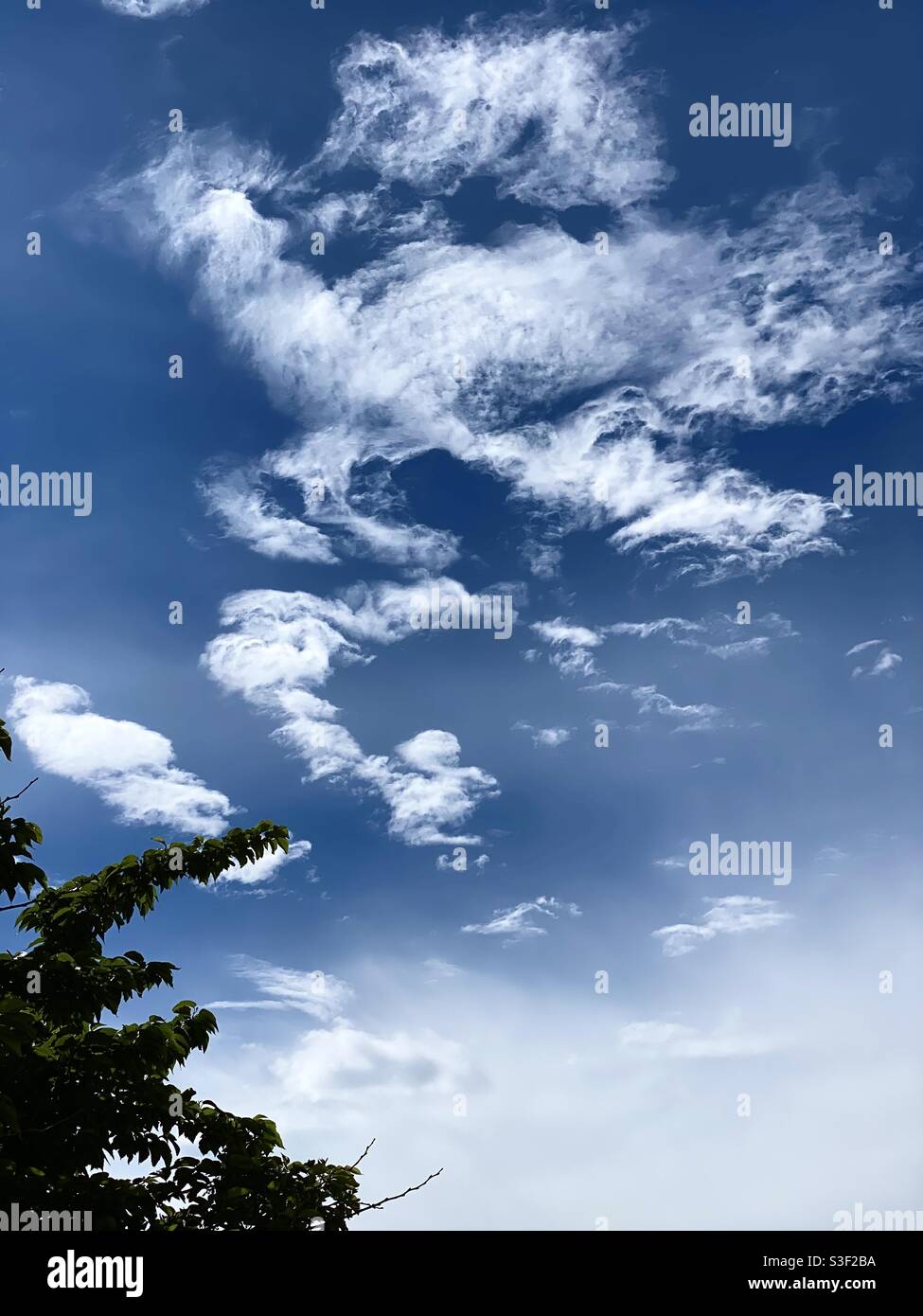 Deep blue sky with clouds in the shape of a dragon, with one tree in the foreground - Smartphone Captured Stock Image