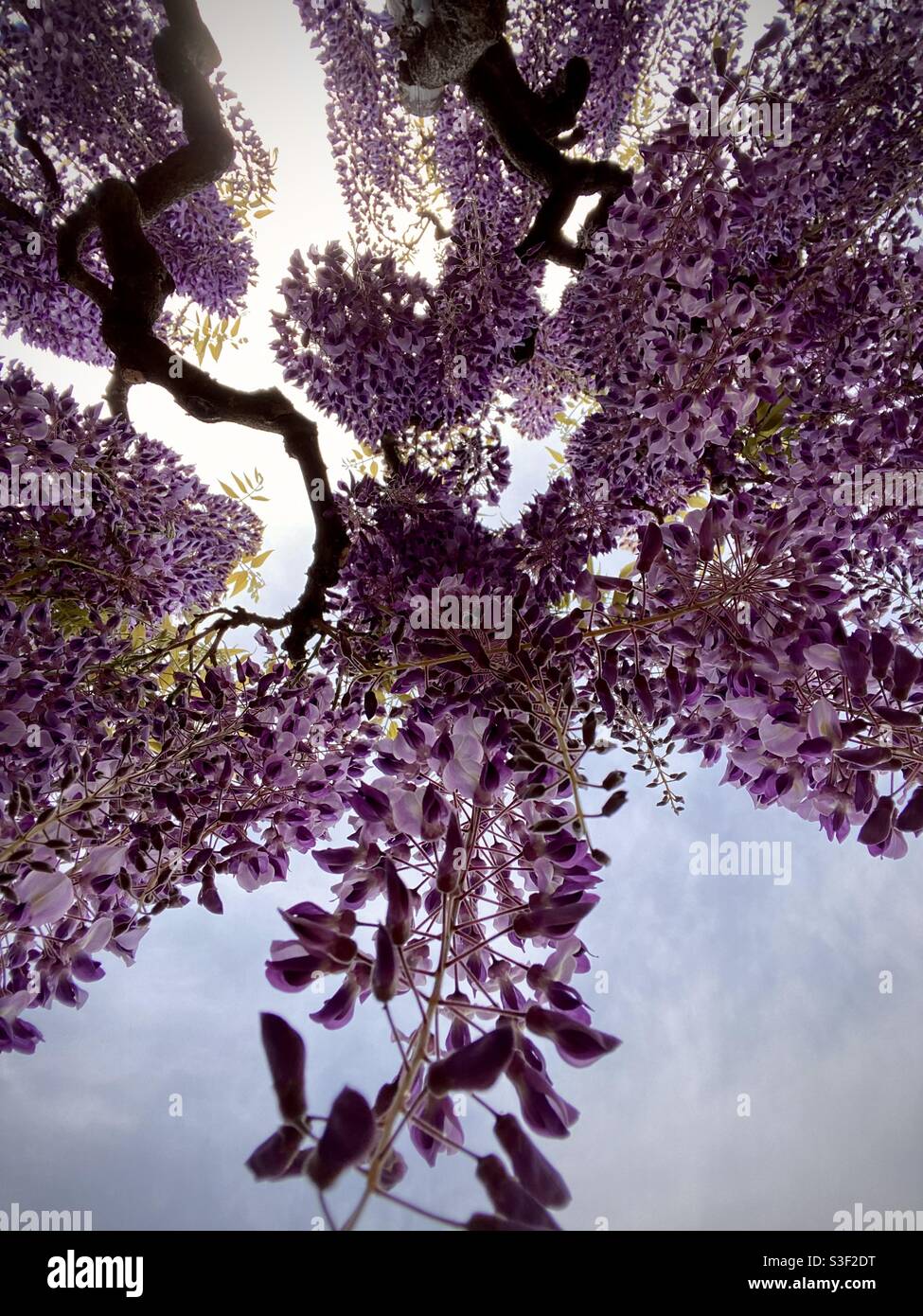 Wisteria tree hi-res stock photography and images - Alamy