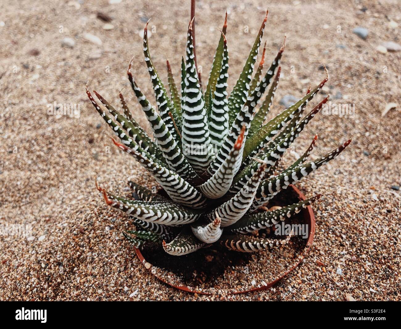 Striped aloe Vera on sand Stock Photo - Alamy