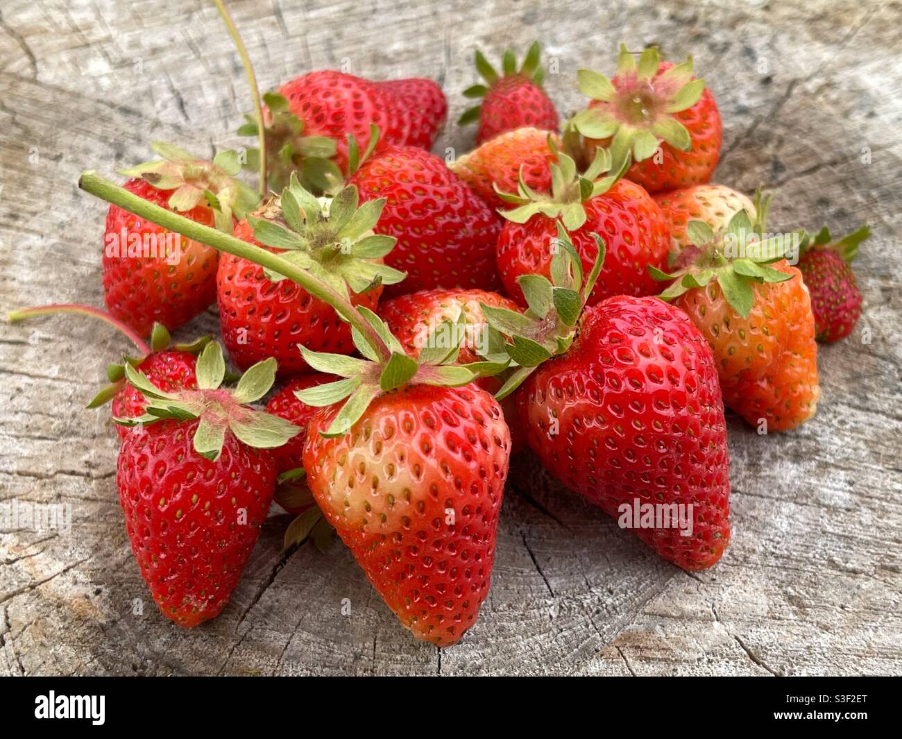 Fresh picked strowberries on a log of wood during the spring season - Smartphone Captured Stock Image