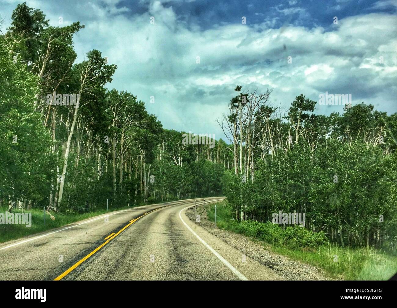 Tree-lined Scenic road in Utah - Smartphone Captured Stock Image