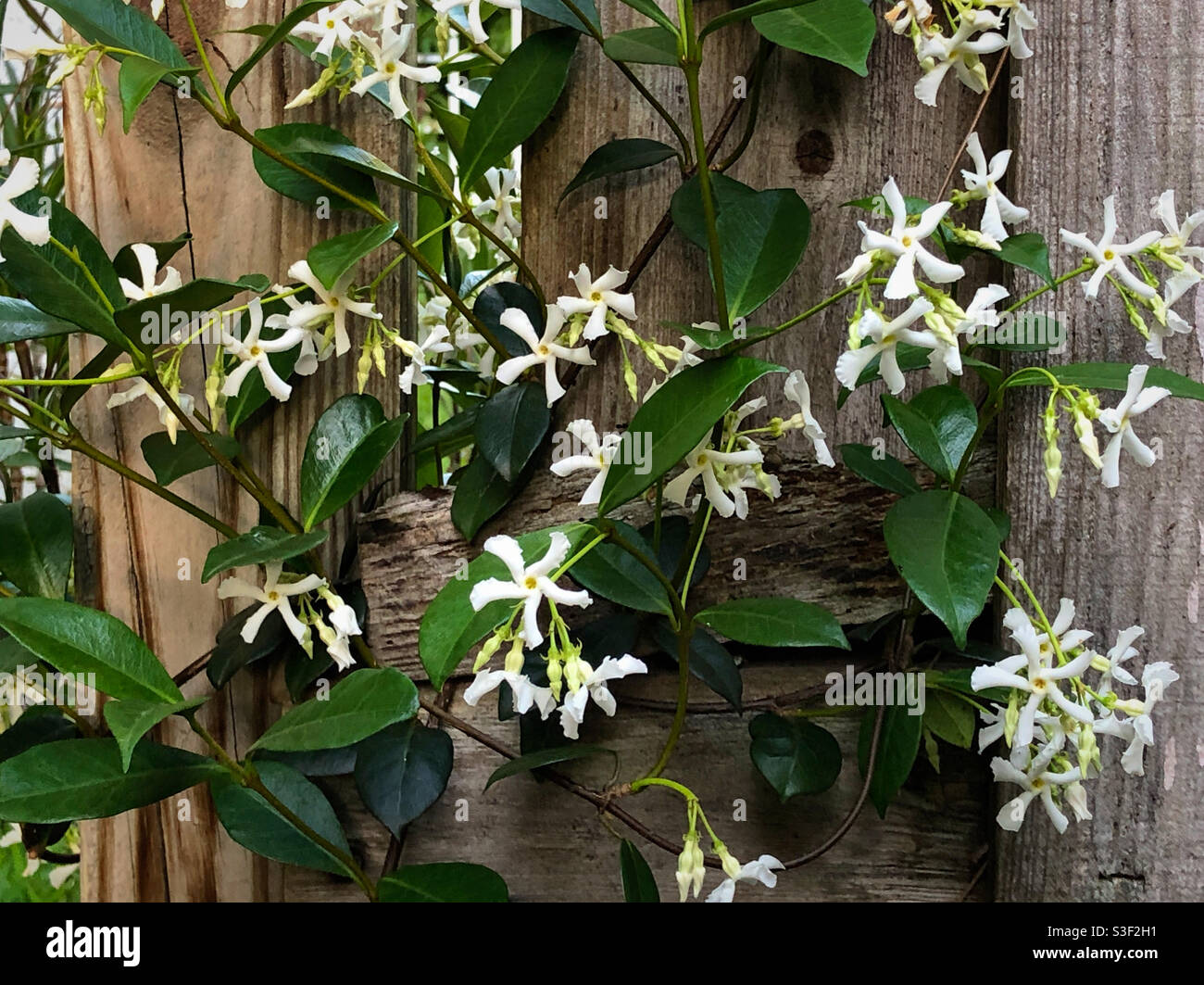 Confederate jasmine, or star jasmine growing on a rustic fence in north Florida. The scientific name for the plant is Trachelospermum jasminoides. Stock Photo