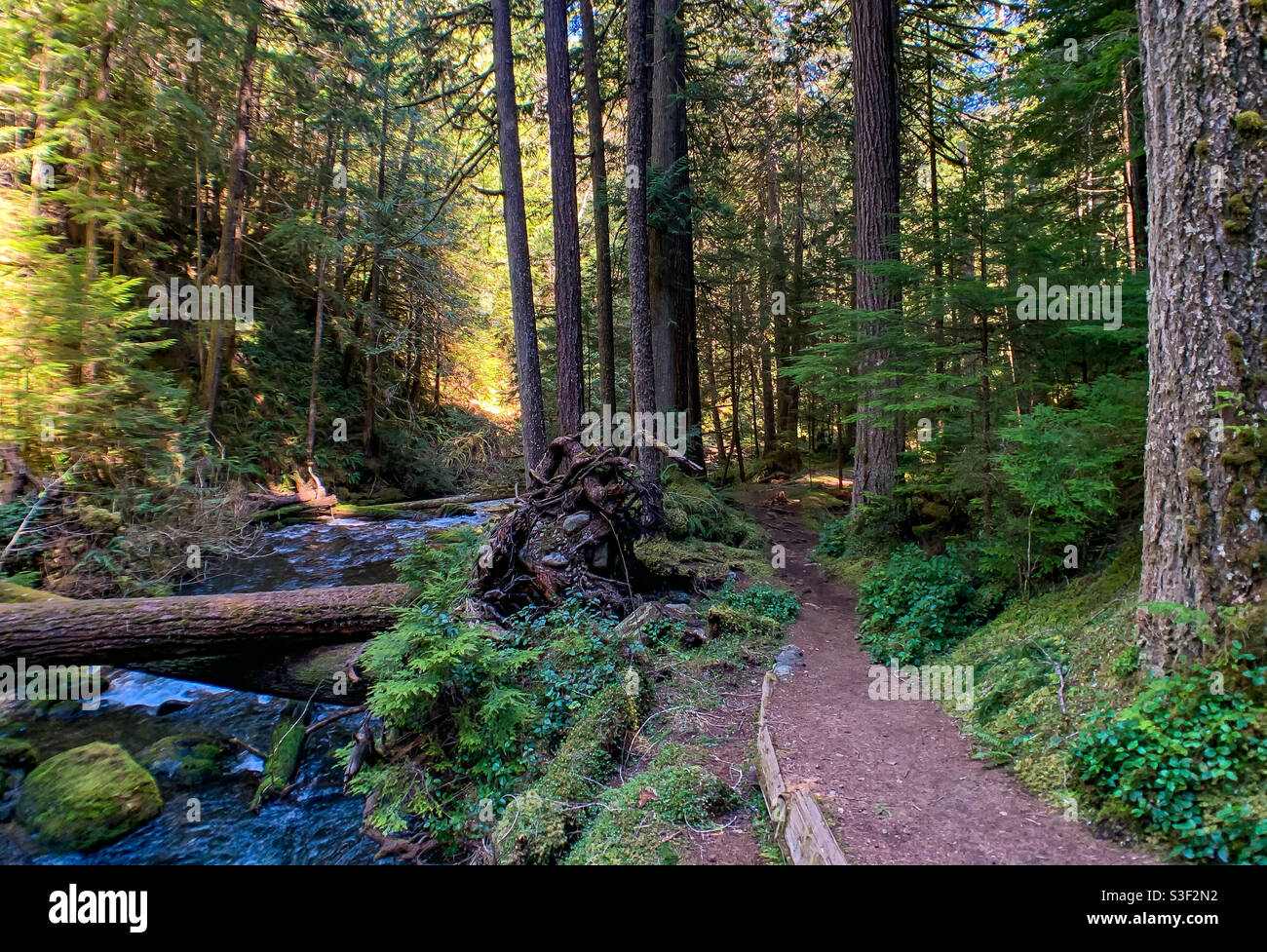 Lower Big Quilcene Trail, Washington Stock Photo Alamy