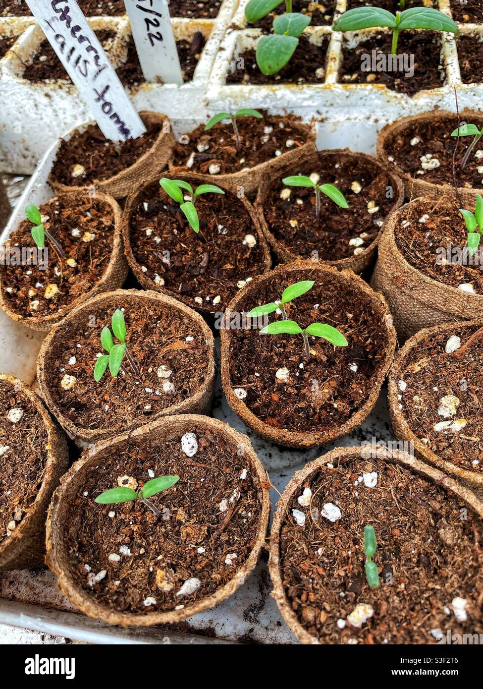 Tomato seedlings growing in fibre peat pots. - Smartphone Captured Stock Image