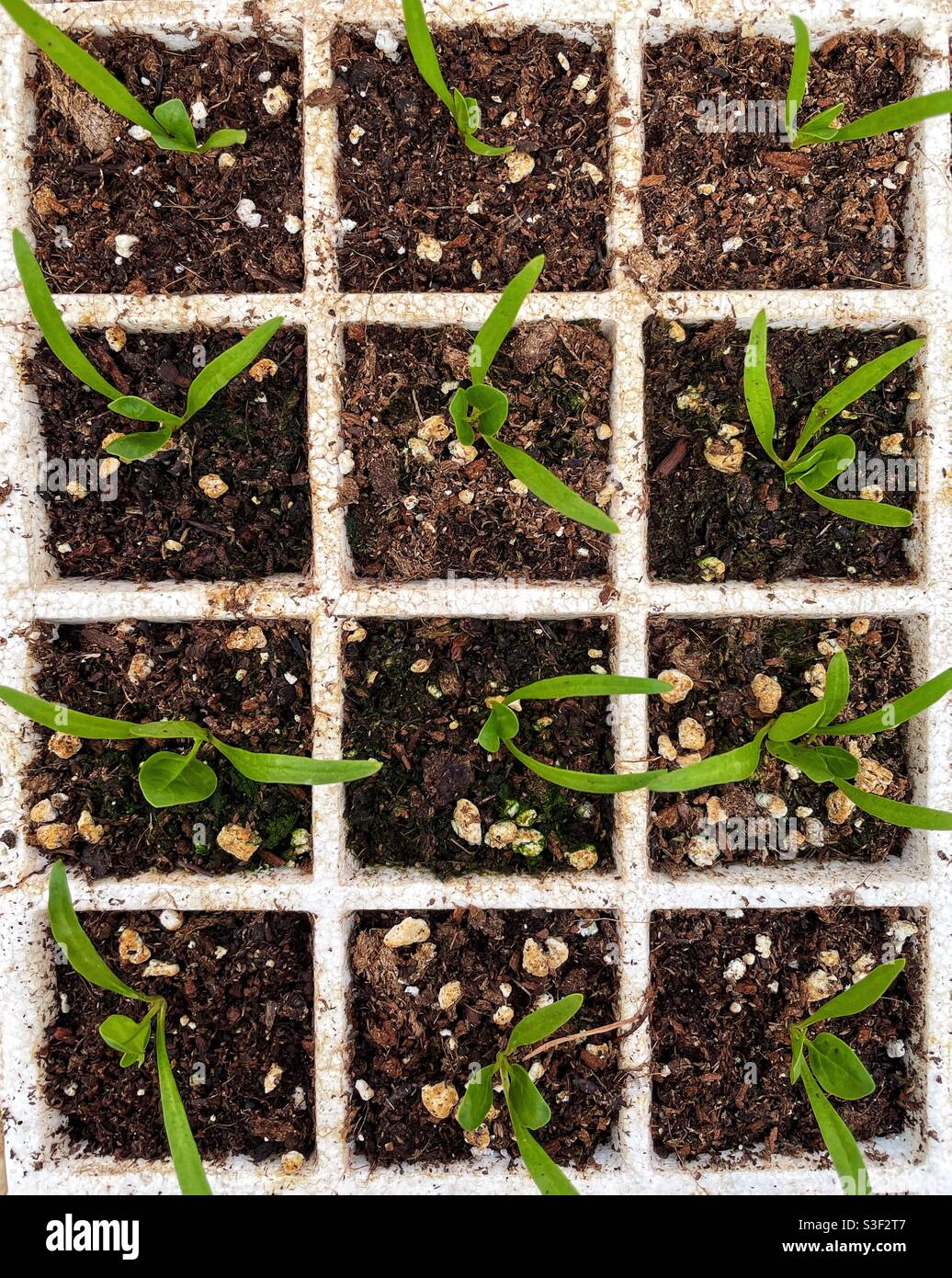 Overhead view of young spinach plants. Stock Photo