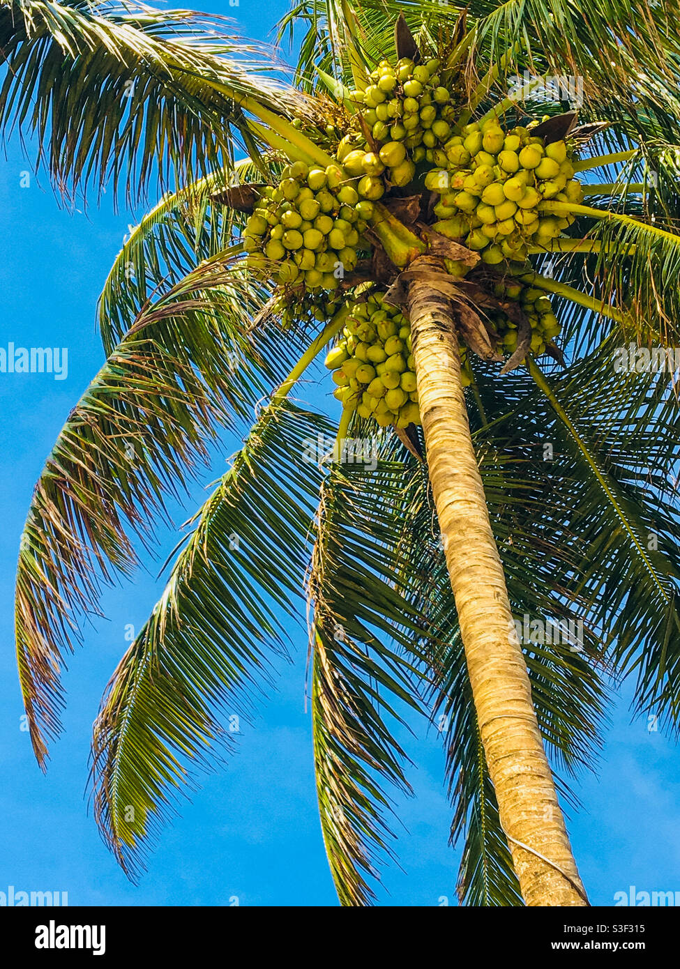 Amazing coconut tree in sri lanka Stock Photo Alamy