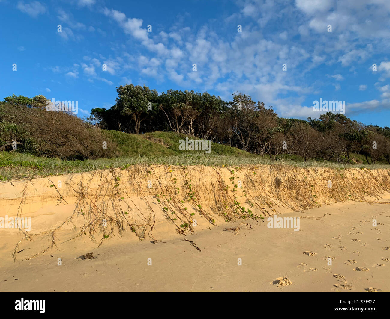 Erosion at the beach, a wall of golden yellow sand created after stormy weather and rough seas, NSW Australia Stock Photo