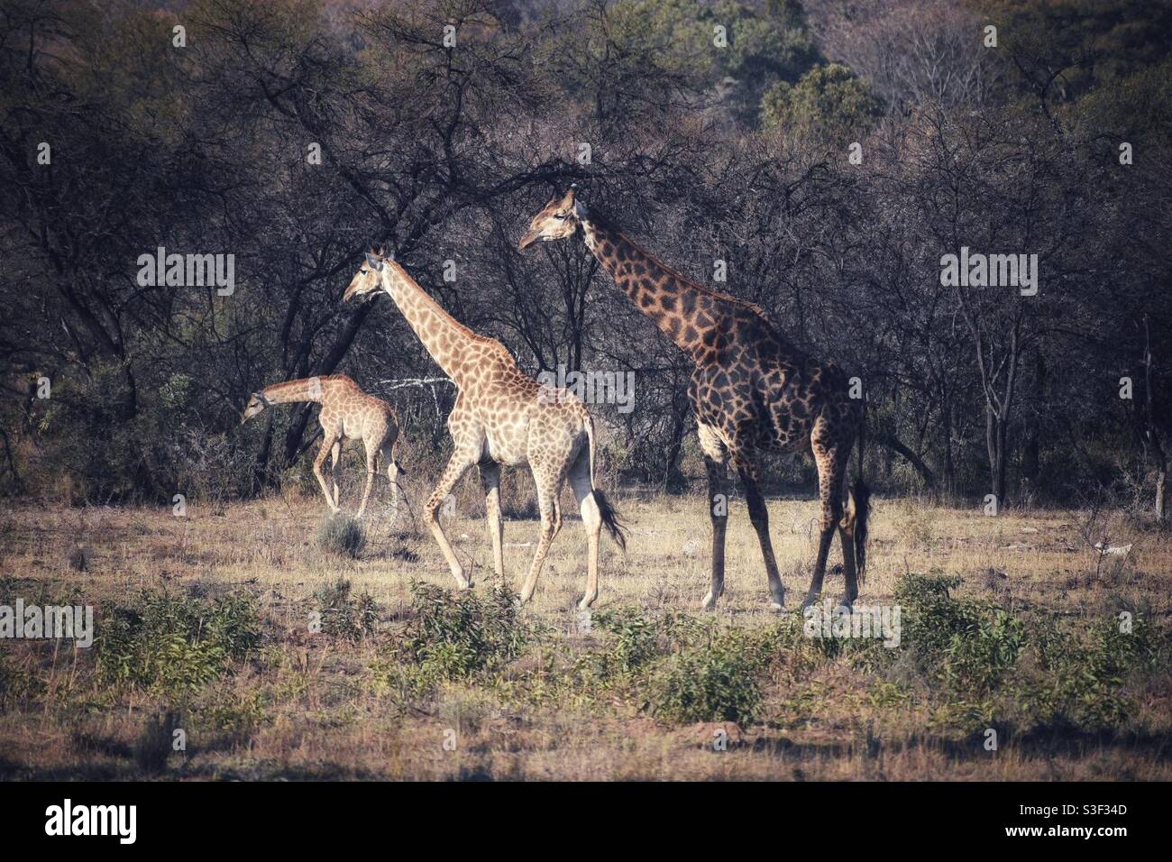 Three giraffes on the Entabeni Safari Conservancy in South Africa - Smartphone Captured Stock Image