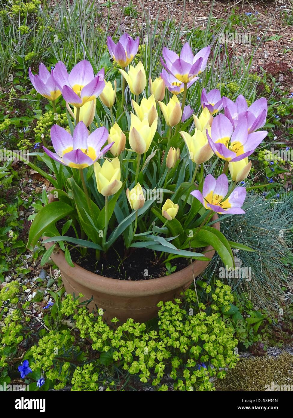 Beautiful tulips in a plant pot in springtime Stock Photo