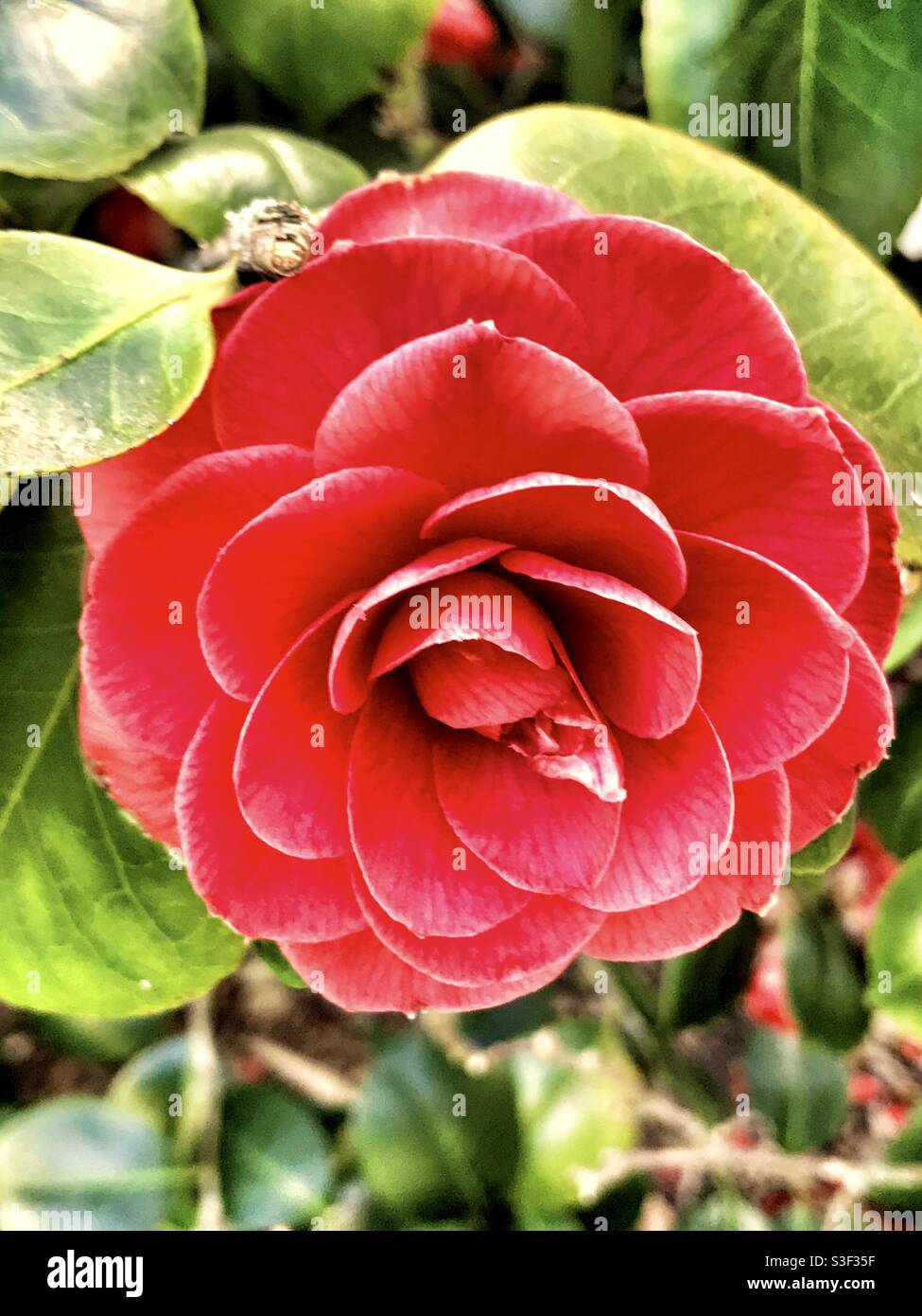 Official State Flower High Resolution Stock Photography and Images Alamy