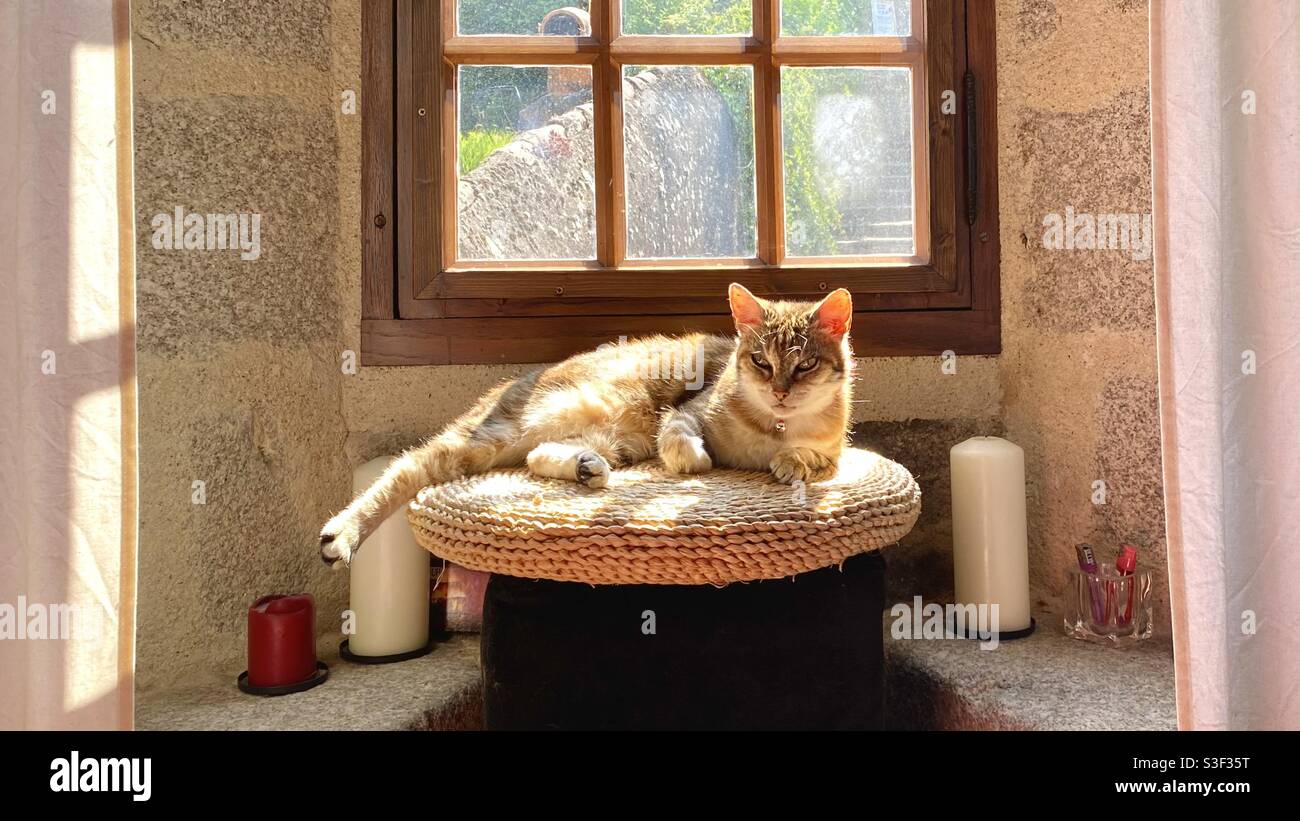 Cat resting in window - Smartphone Captured Stock Image