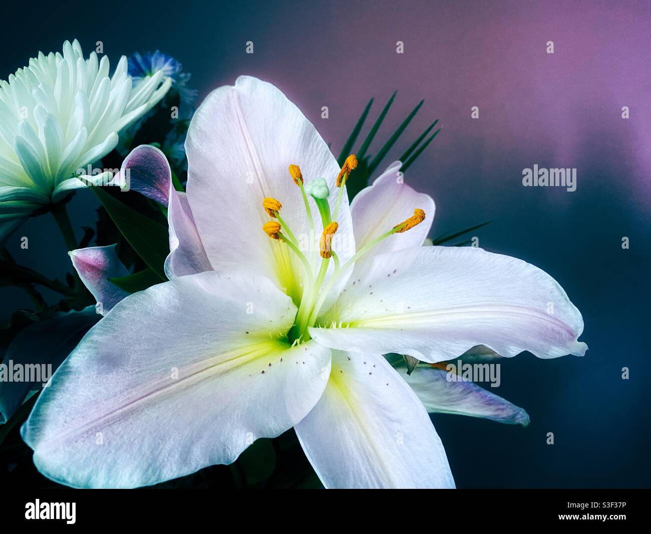 Stargazer lily bouquet hi-res stock photography and images - Alamy
