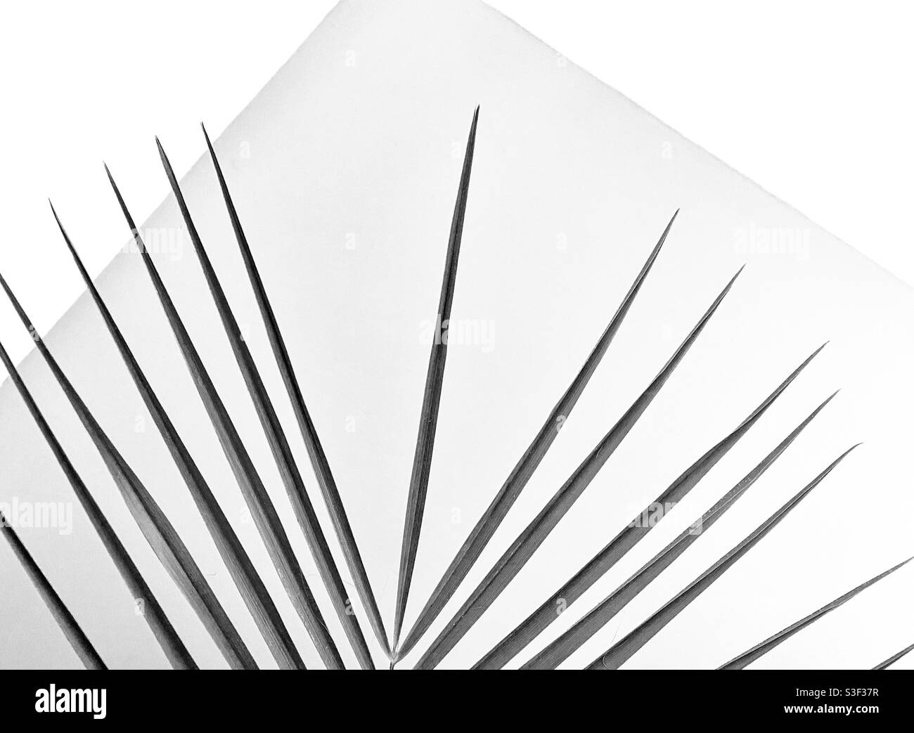 A black and white abstract photograph of a spiky palm leaf frond against a geometric grey background Stock Photo