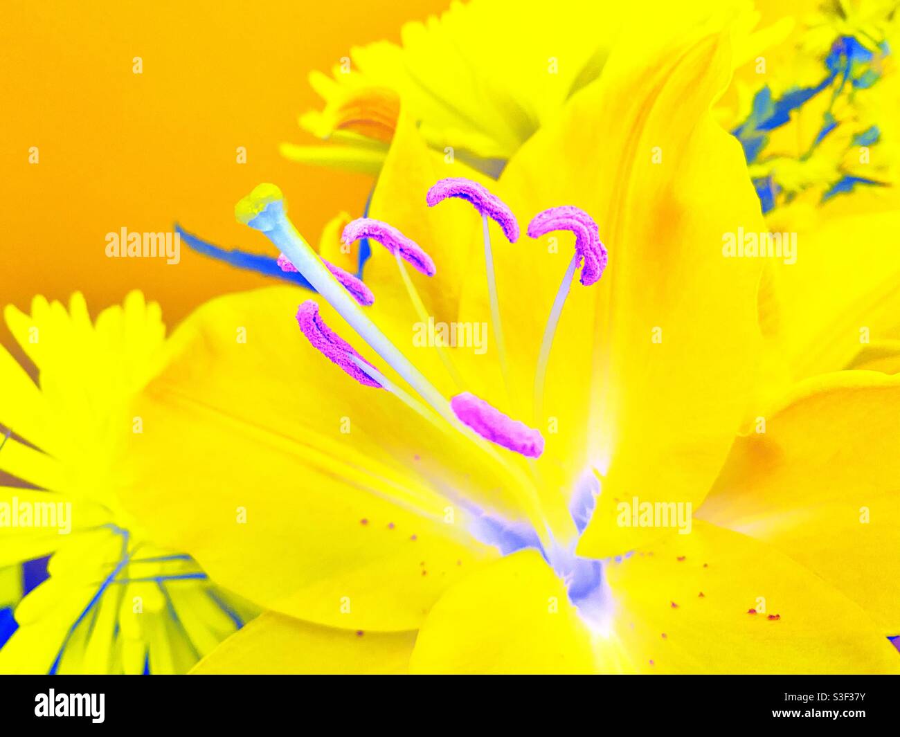 A yellow filter effect photograph of a stargazer lily in a bouquet of flowers. Vibrant abstract effect - Smartphone Captured Stock Image