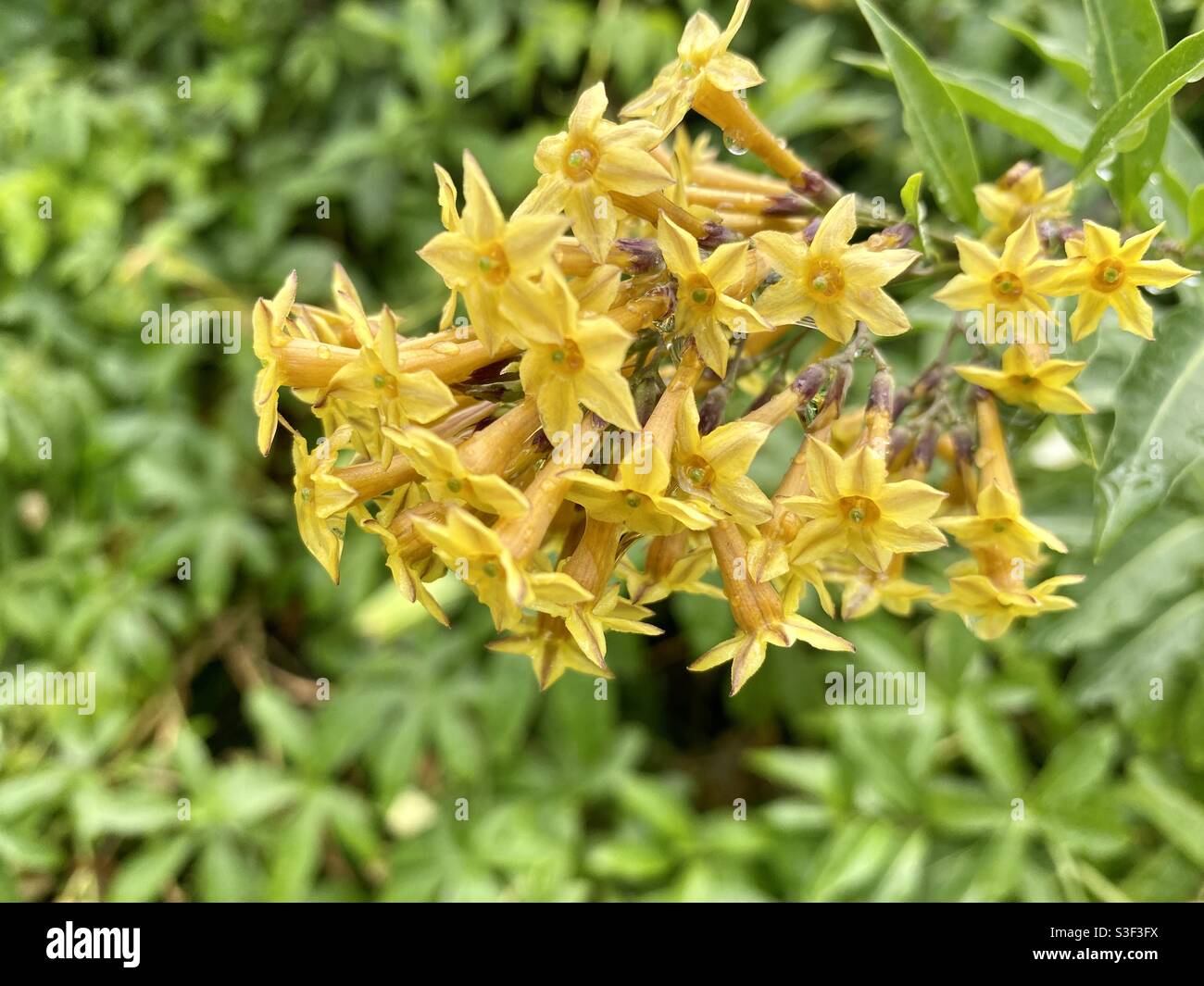 Yellow Cestrum Blooms After Rain Stock Photo