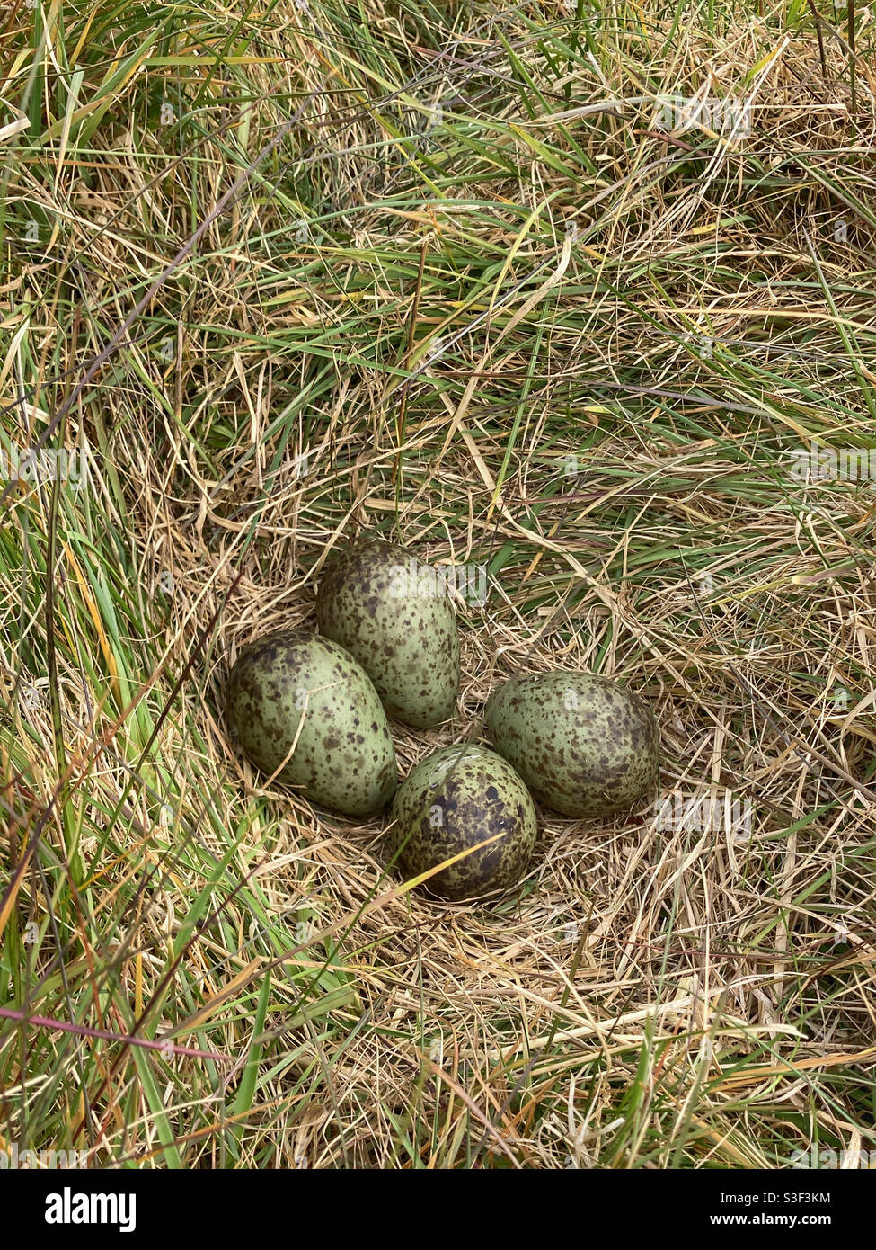 Plover nest eggs - Smartphone Captured Stock Image