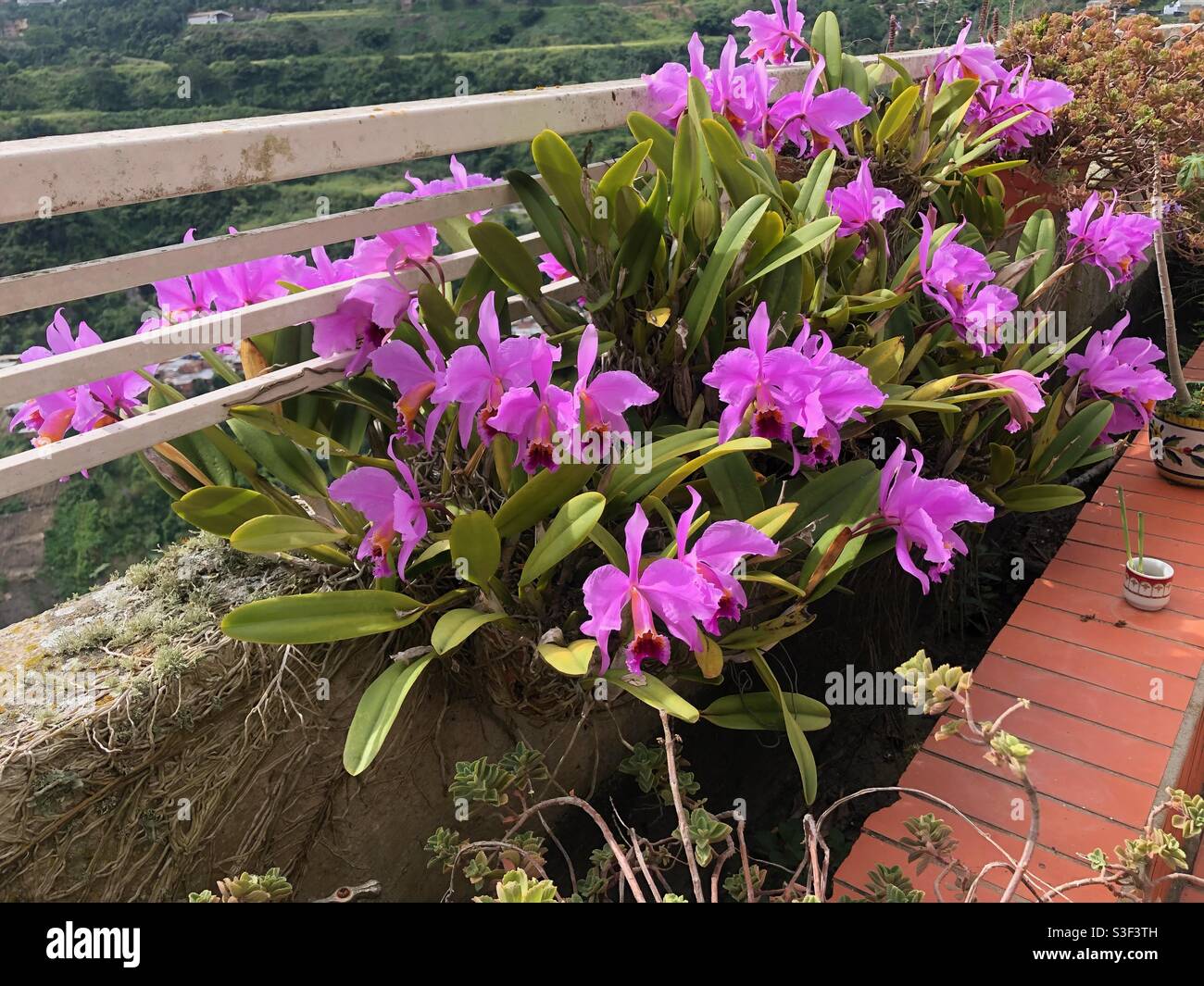 Orquideas hi-res stock photography and images - Alamy