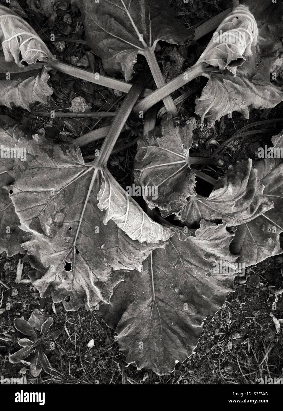 Frost on rhubarb, Catalonia, Spain. - Smartphone Captured Stock Image