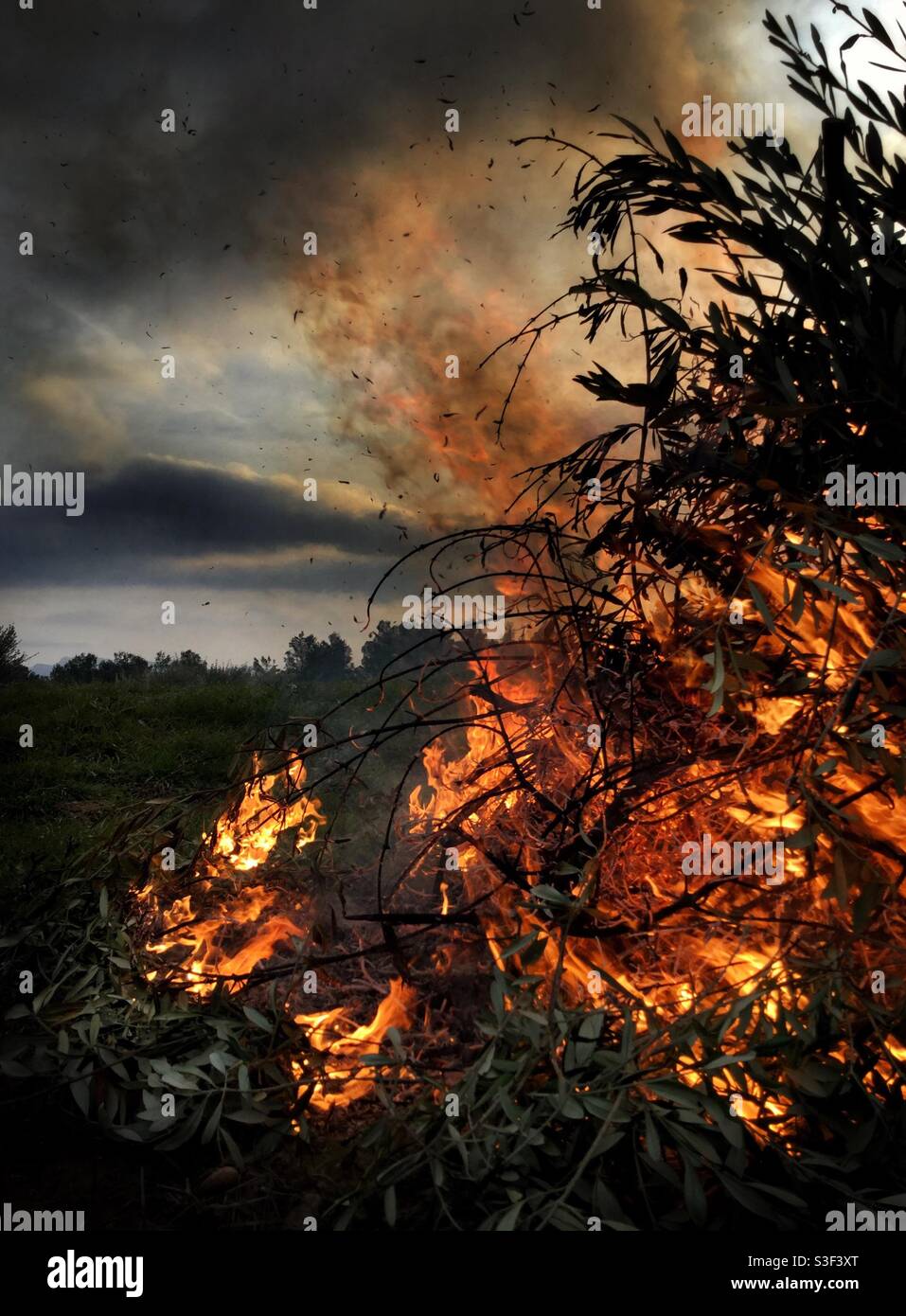 Burning olive prunings, Catalonia, Spain. - Smartphone Captured Stock Image