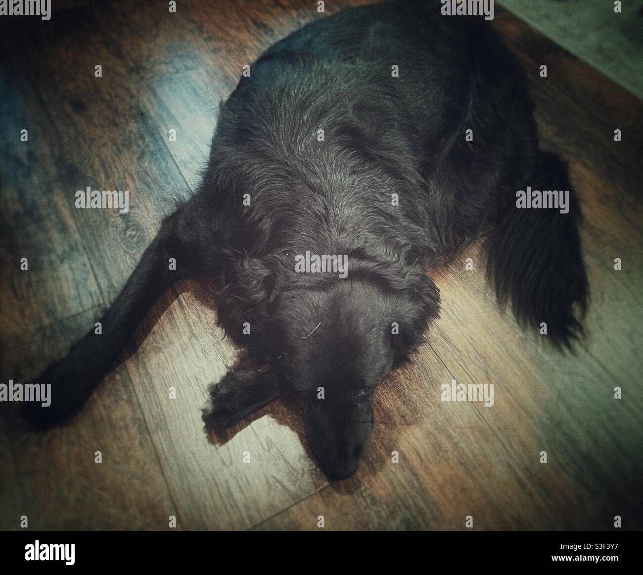 Black lab Labrador big dog pet on hardwood floor sleeping - Smartphone Captured Stock Image