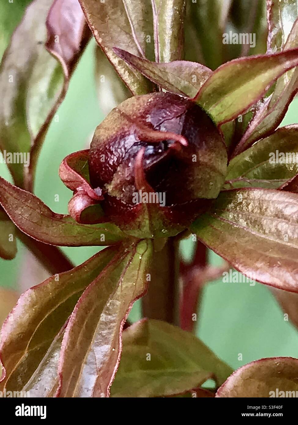 A peony bud. May 2021. Stock Photo