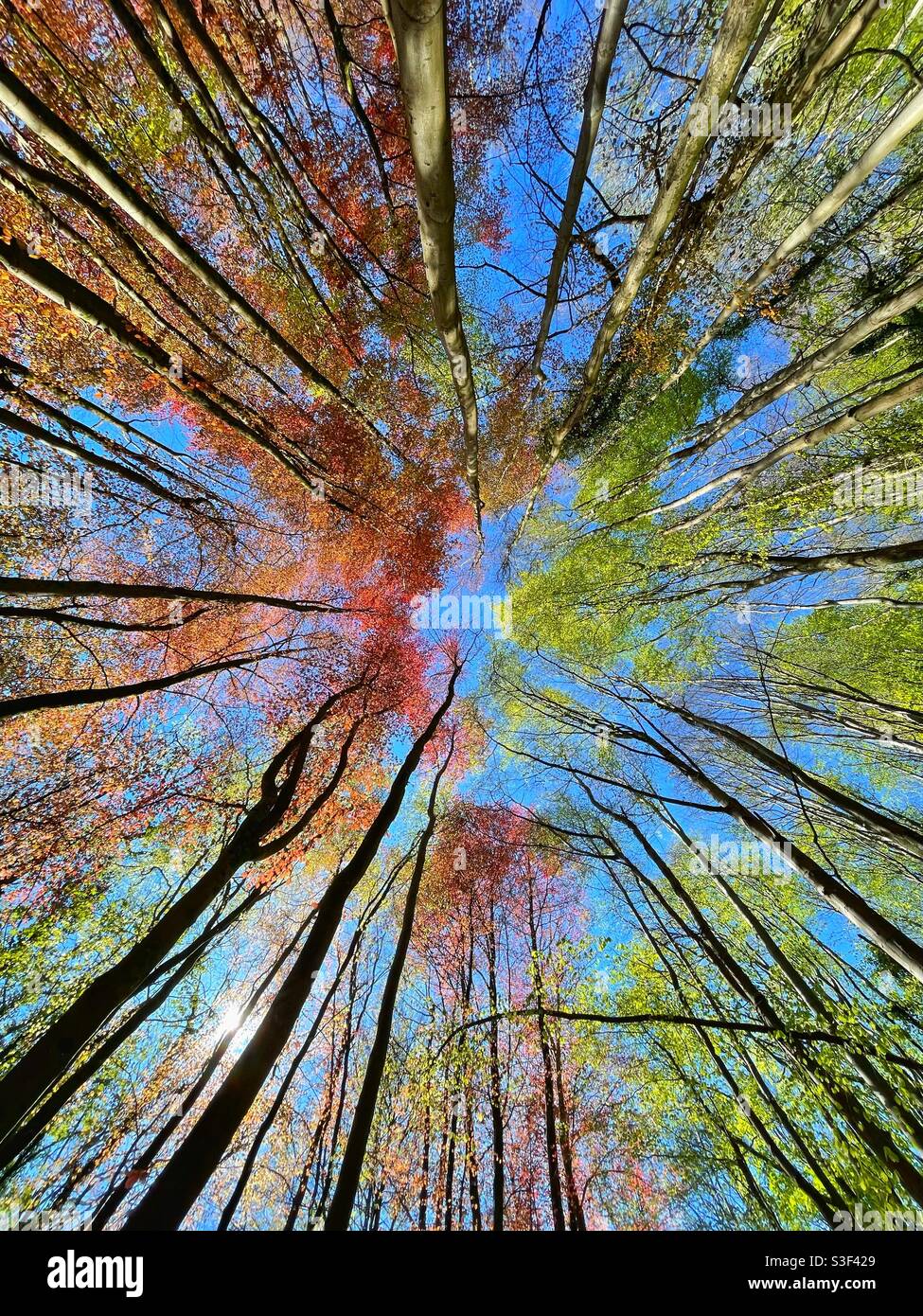 Fresh green beech and copper beech trees reaching towards a blue spring sky. Stock Photo