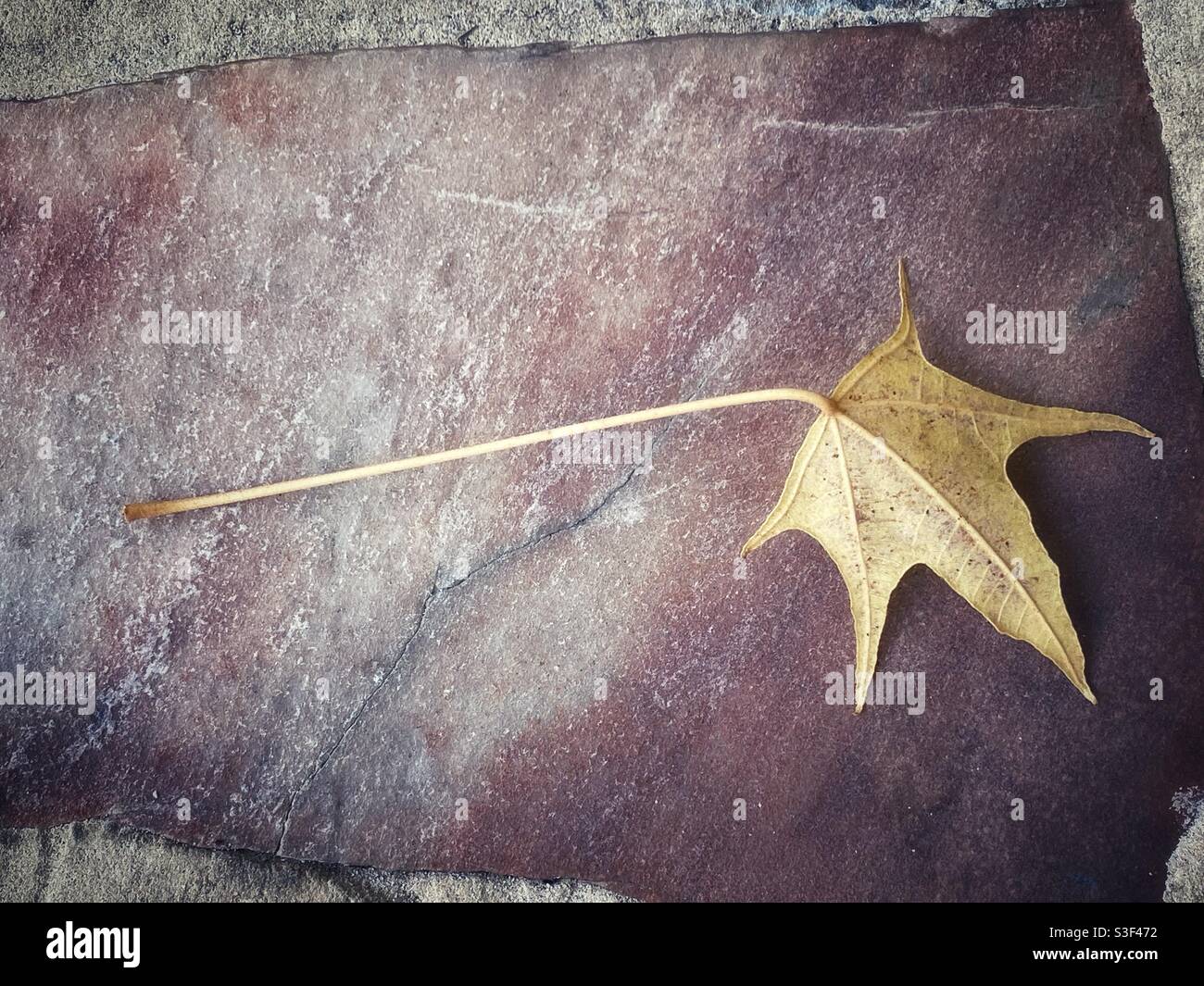 Fallen leaf with a long stem on a quartz paving stone - Smartphone Captured Stock Image