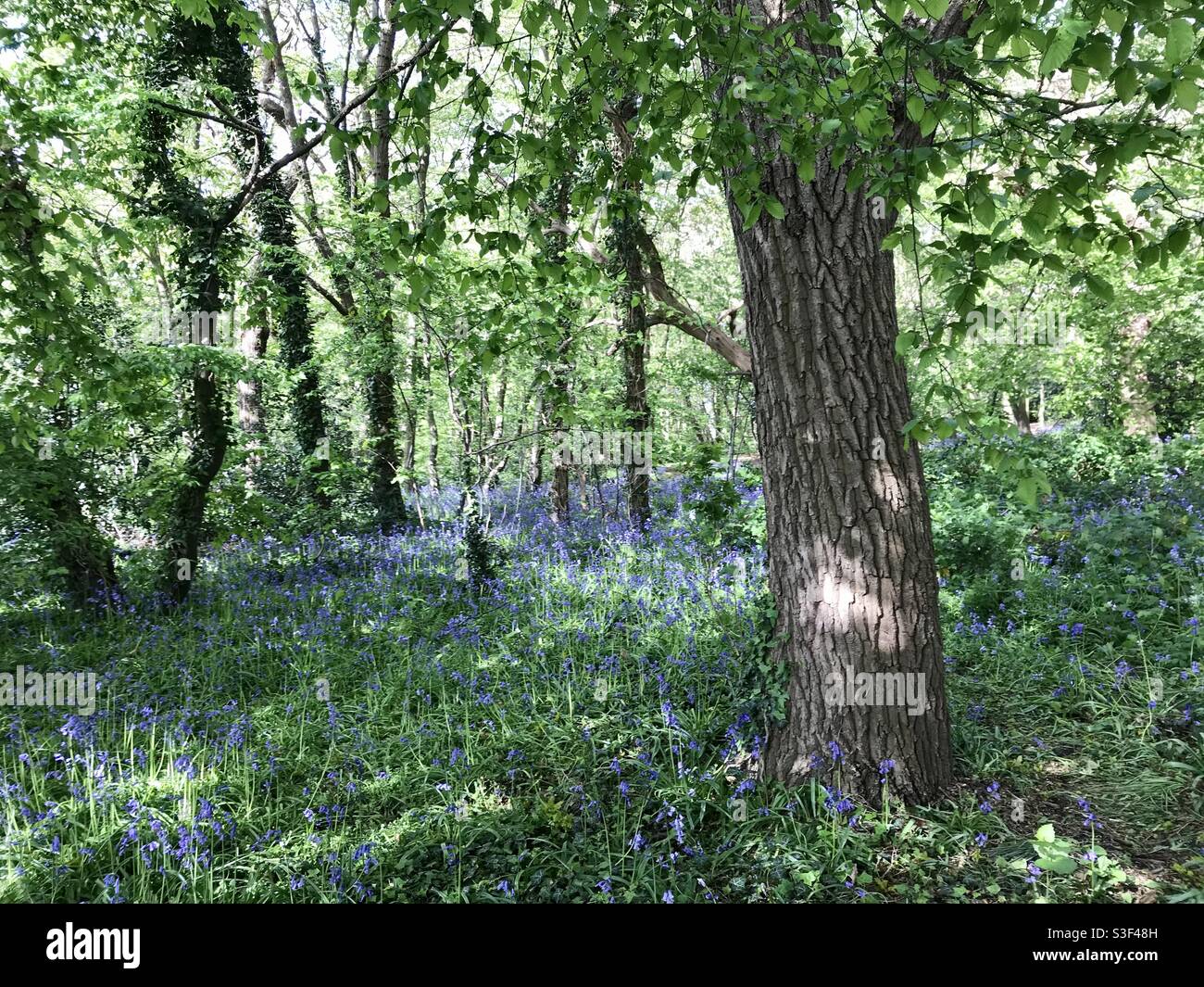 Bluebells in forest - Smartphone Captured Stock Image