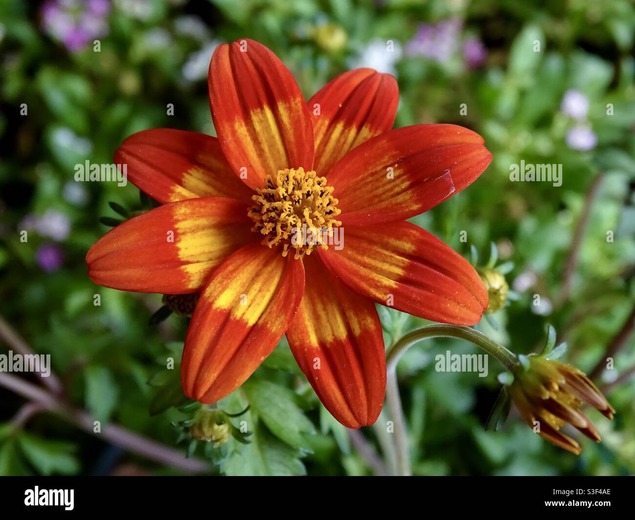 Beautiful orange and yellow biden flower Stock Photo