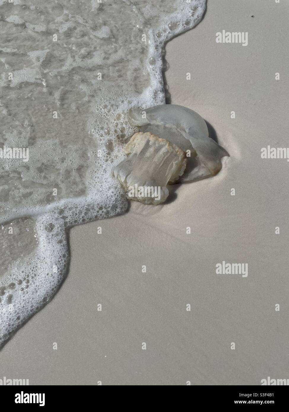 Large box jellyfish on the sand Stock Photo Alamy