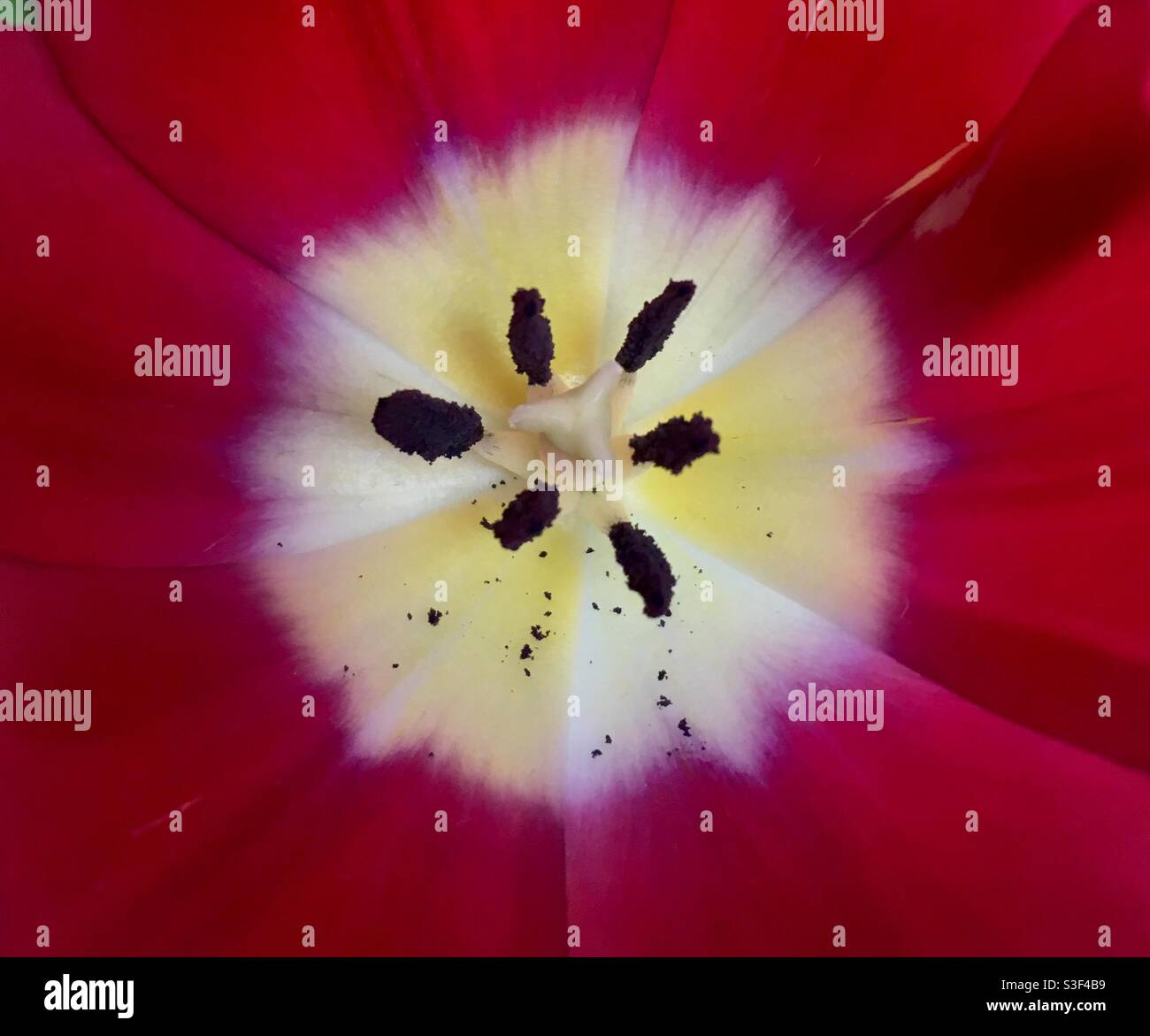 Close up of a red tulip stamen and pollen Stock Photo Alamy