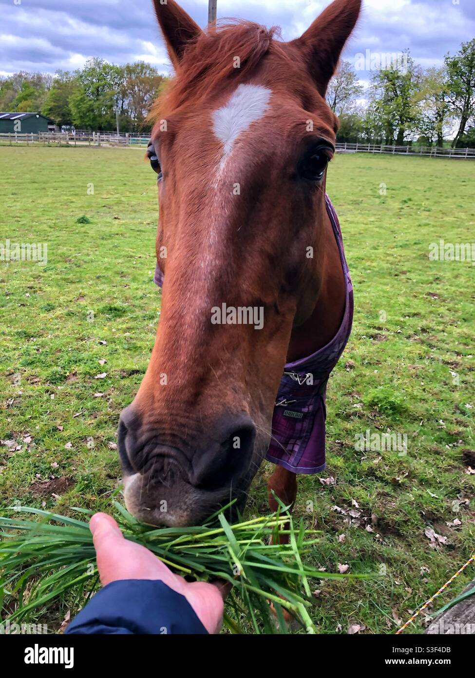 POV of feeding a horse with grass from hand - Smartphone Captured Stock Image