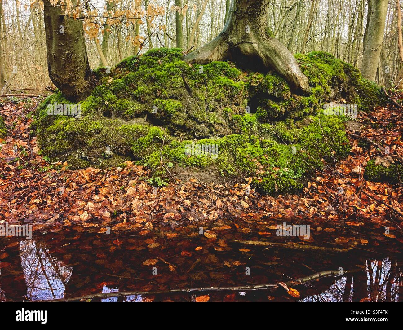 A small mossy hill in the Forest hasbruch with two trees growing on it, Hude, Germany - Smartphone Captured Stock Image