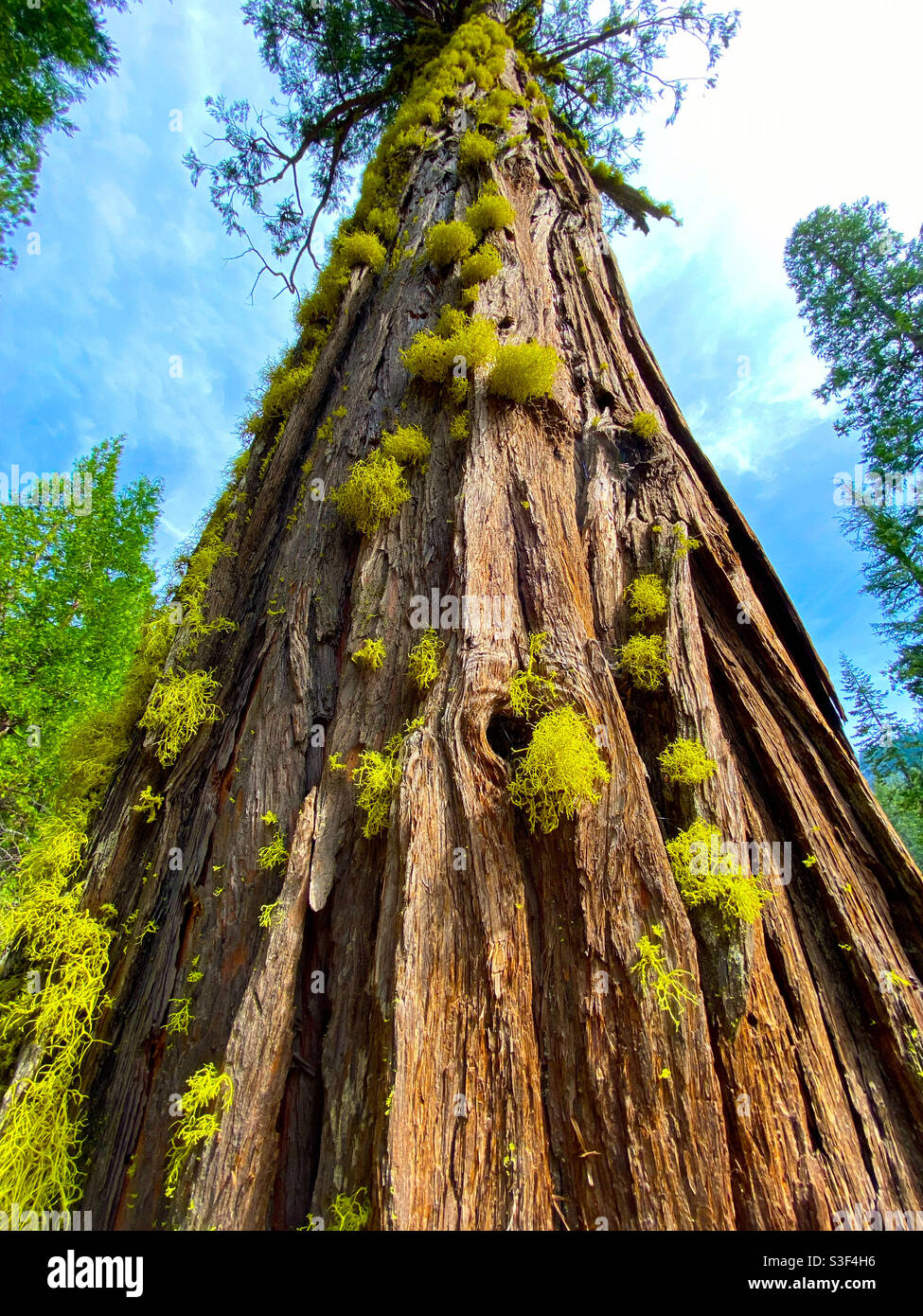 Tall cedar tree with lichens - Smartphone Captured Stock Image
