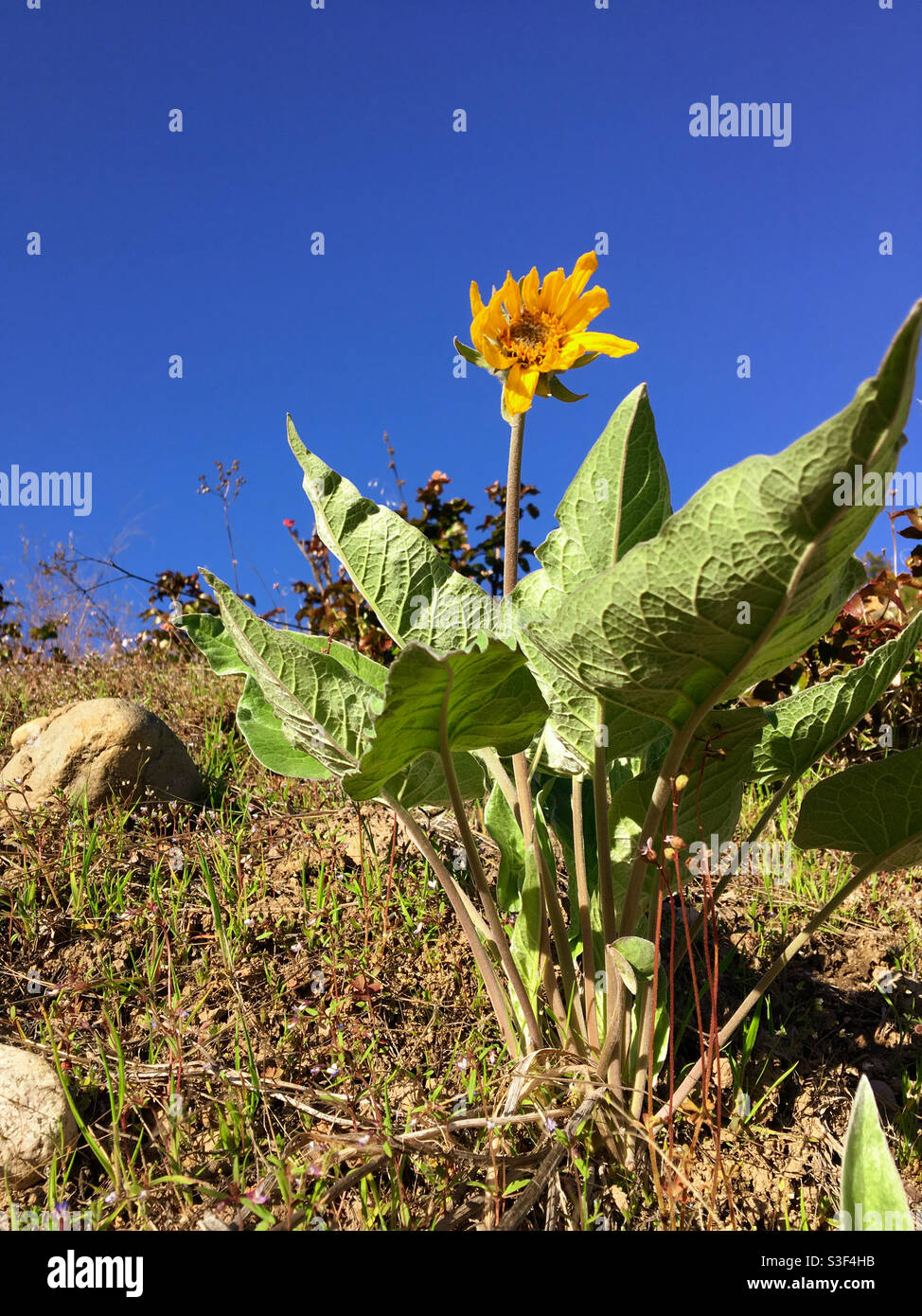 A yellow Arrowleaf Balsamroot wildflower with large green leaves in the wilderness with blue sky in the background. Stock Photo