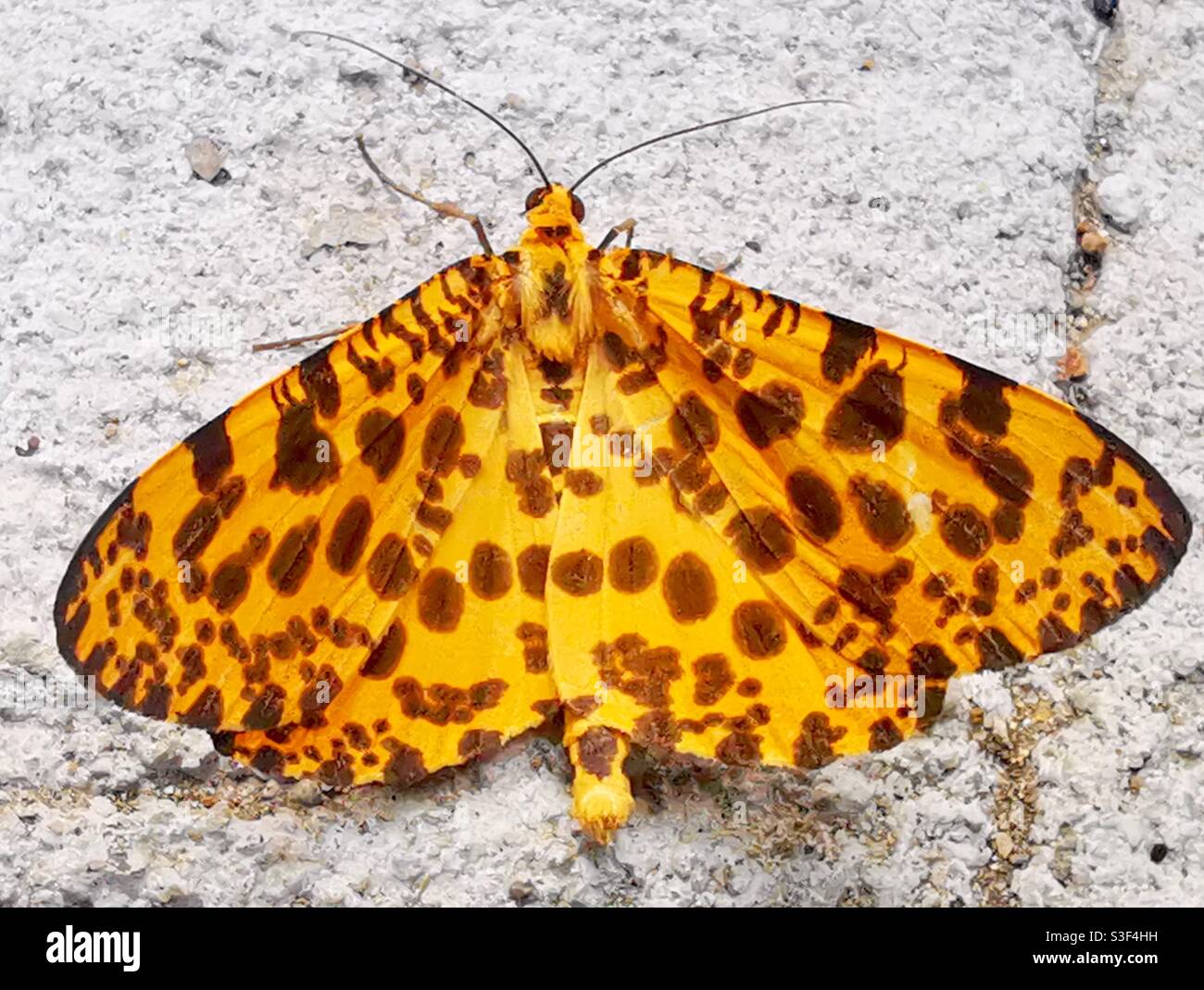 An Orange Magpie Moth on lamma island. - Smartphone Captured Stock Image