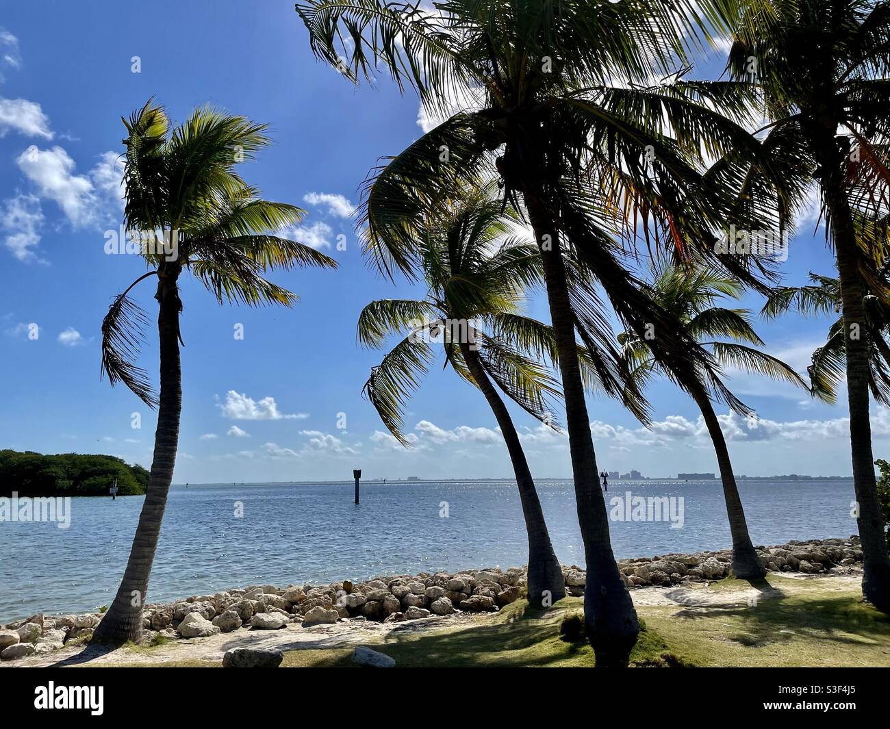 Coconut Palms and Biscayne Bay, Miami, FL Stock Photo