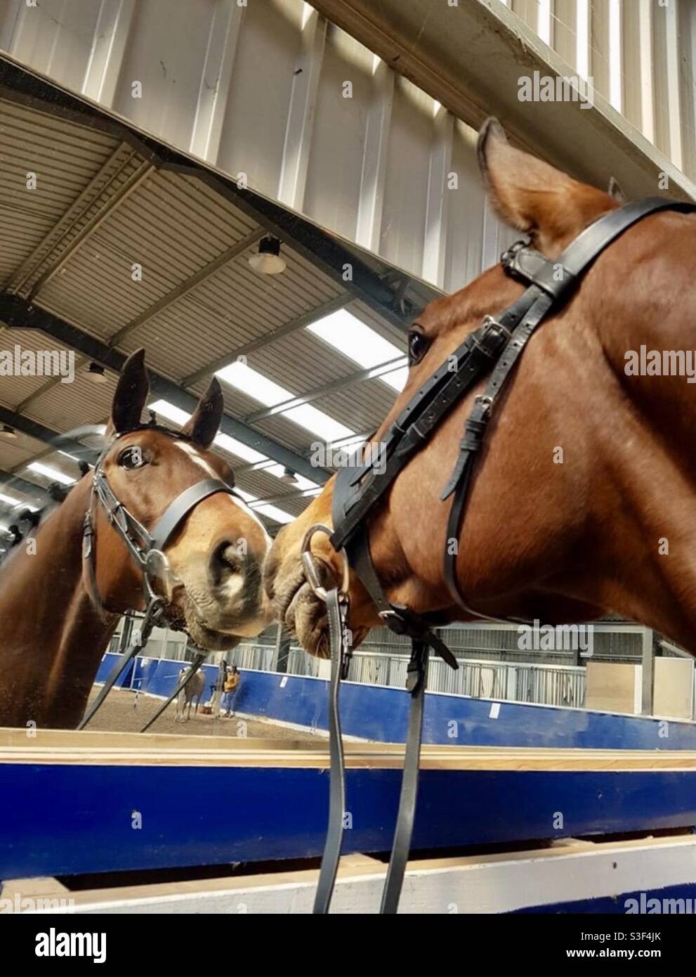 Horses head reflecting in a mirror Stock Photo Alamy