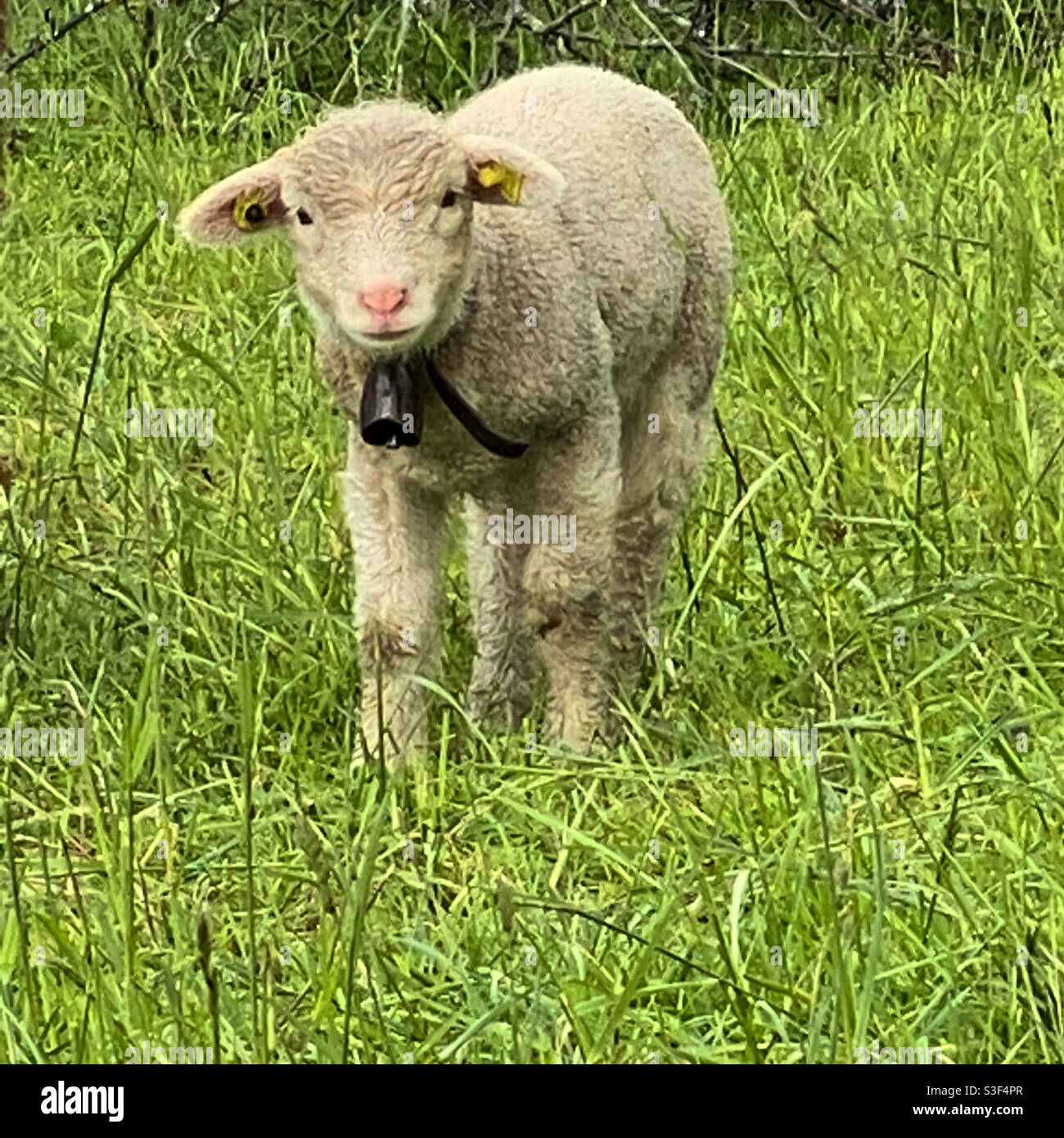 HAPPY baby sheep Stock Photo