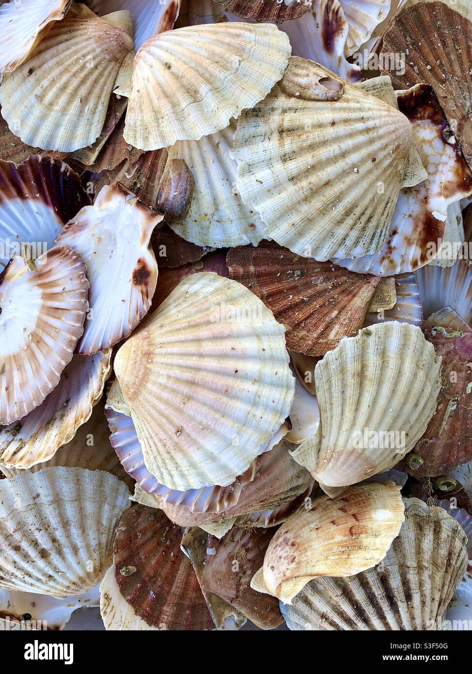 Empty scallop shells. - Smartphone Captured Stock Image