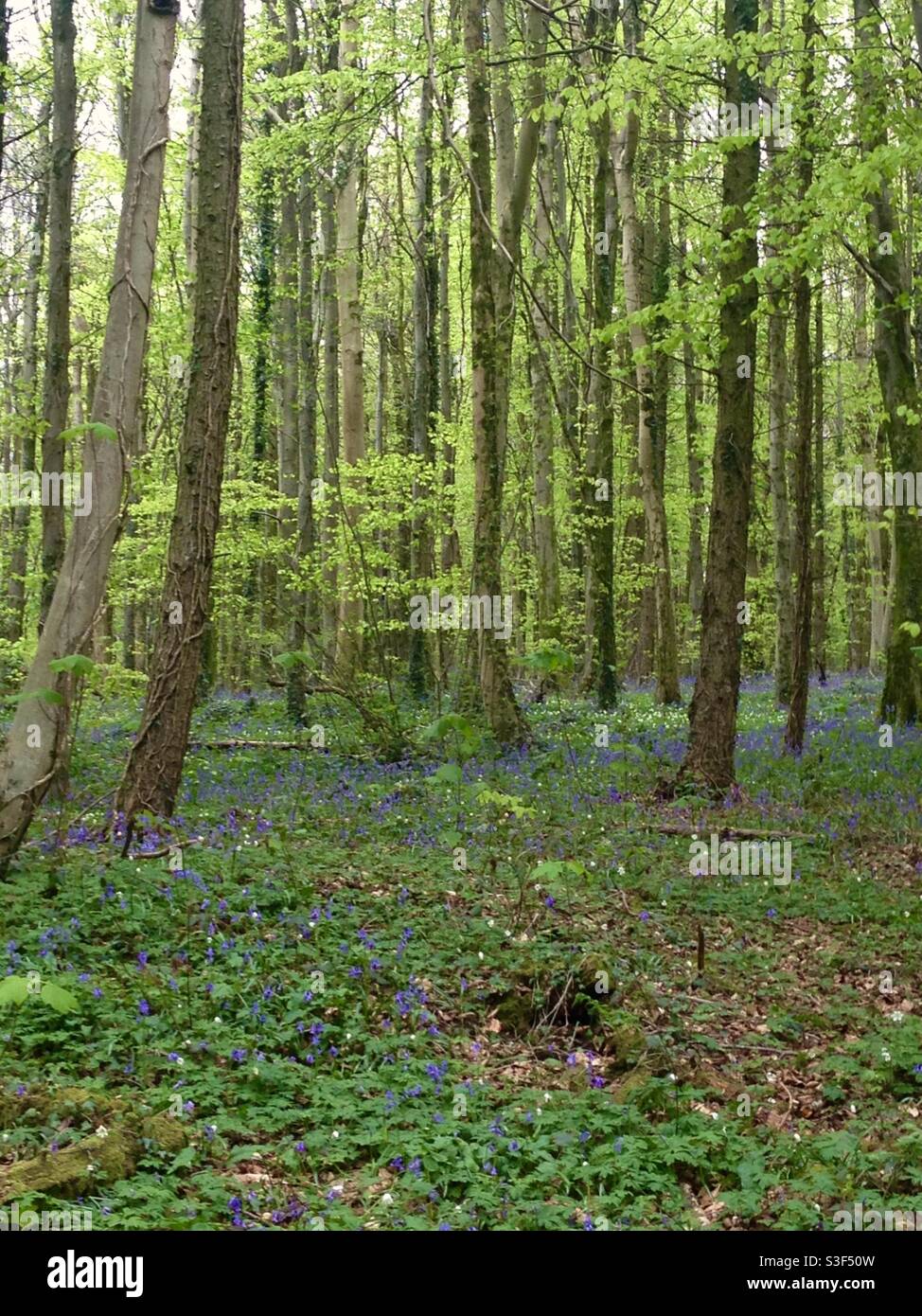 Bluebells in ancient woodlands, Cardiff Stock Photo