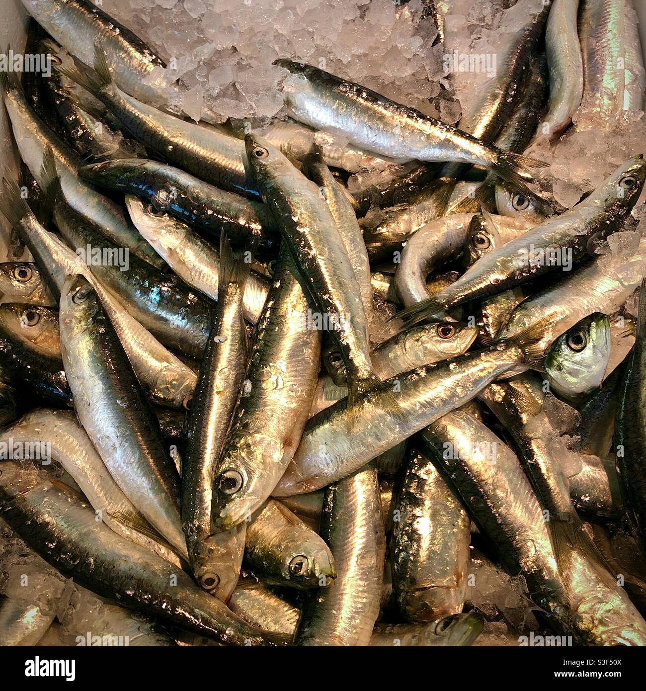 Sardines on ice on market stall. - Smartphone Captured Stock Image