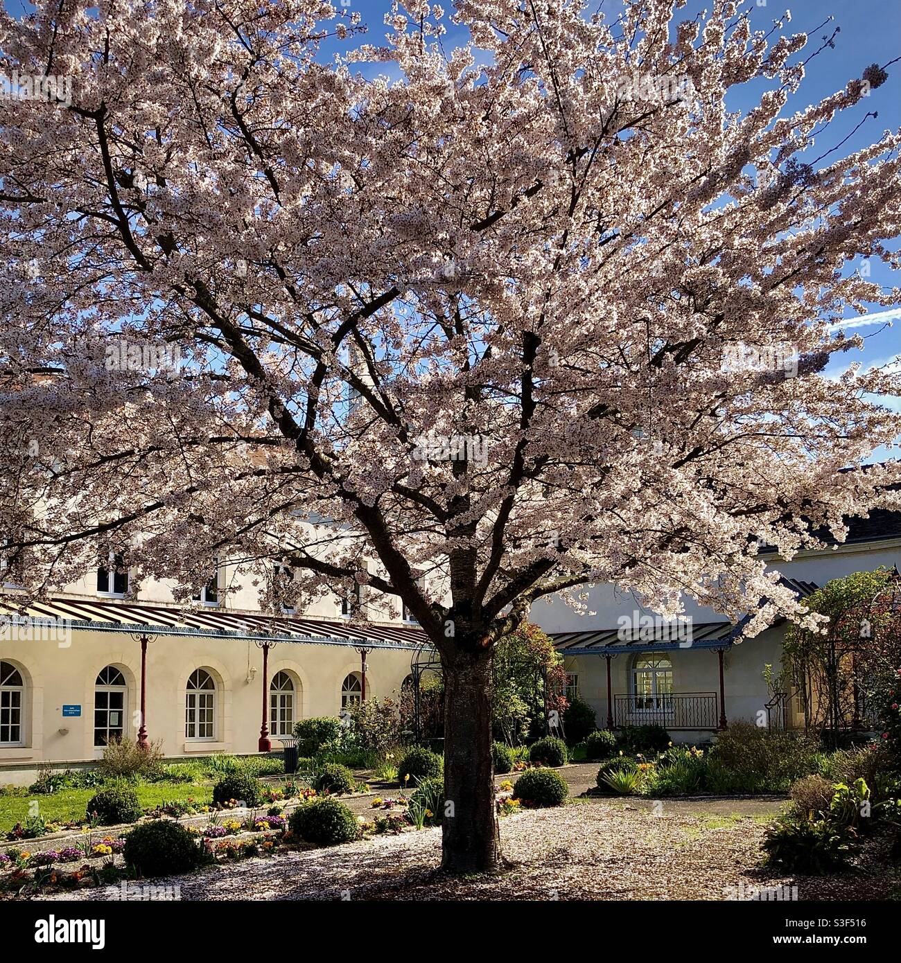 Flowering Cherry tree in full blossom - La Roche Posay, Vienne (86), France. - Smartphone Captured Stock Image