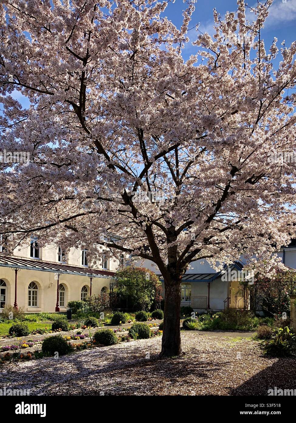 Flowering Cherry tree in full blossom - La Roche Posay, Vienne (86), France. - Smartphone Captured Stock Image