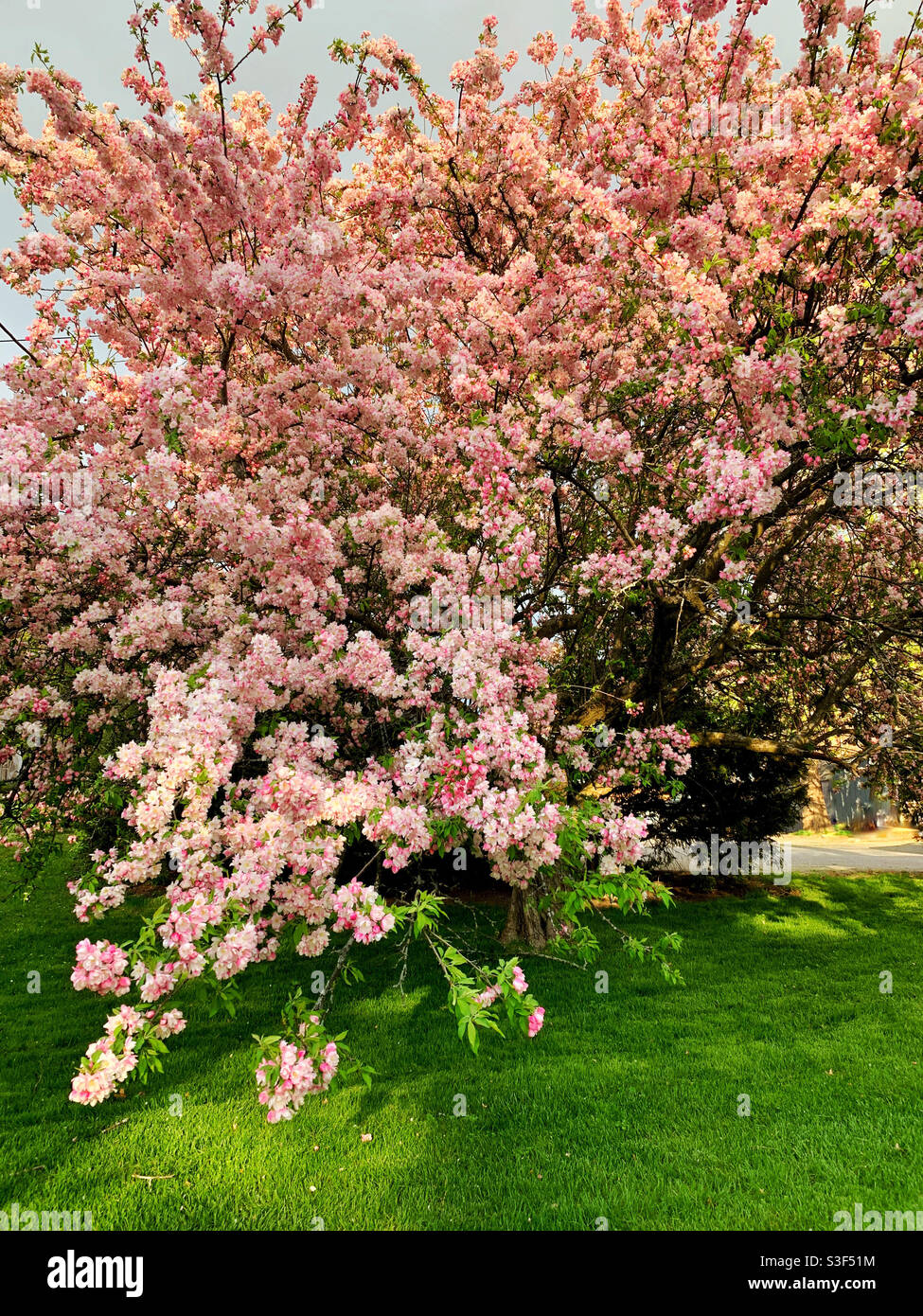 Gorgeous pink flowering tree in spring, possibly apple or cherry on a green lawn - Smartphone Captured Stock Image