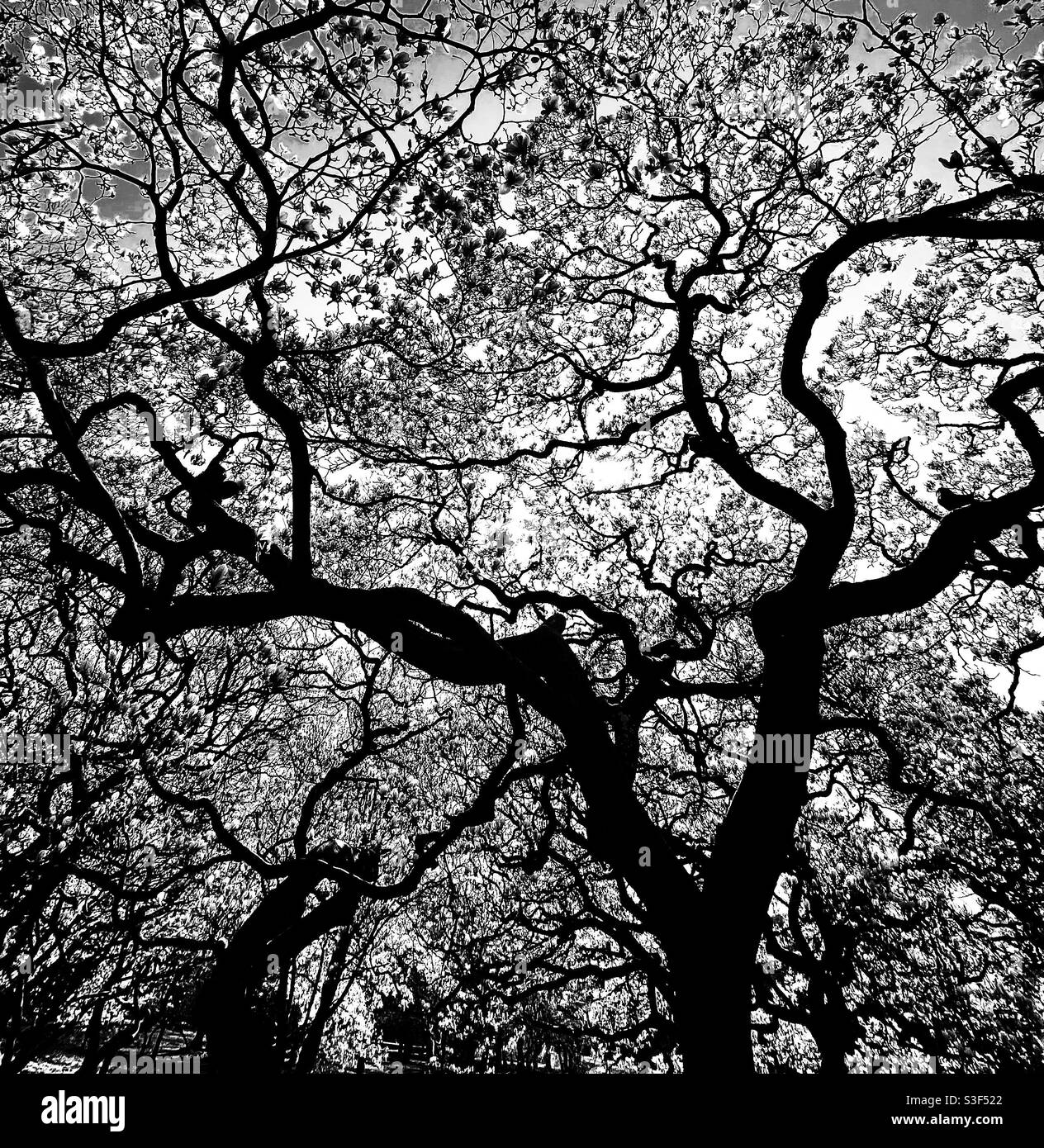 Magnolia trees silhouette Stock Photo - Alamy