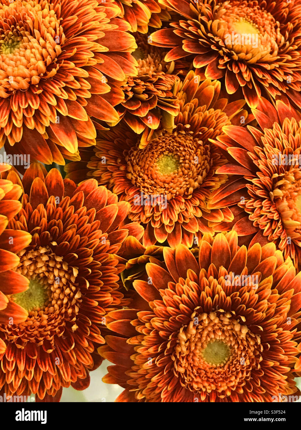 Golden dahlia flowers. - Smartphone Captured Stock Image